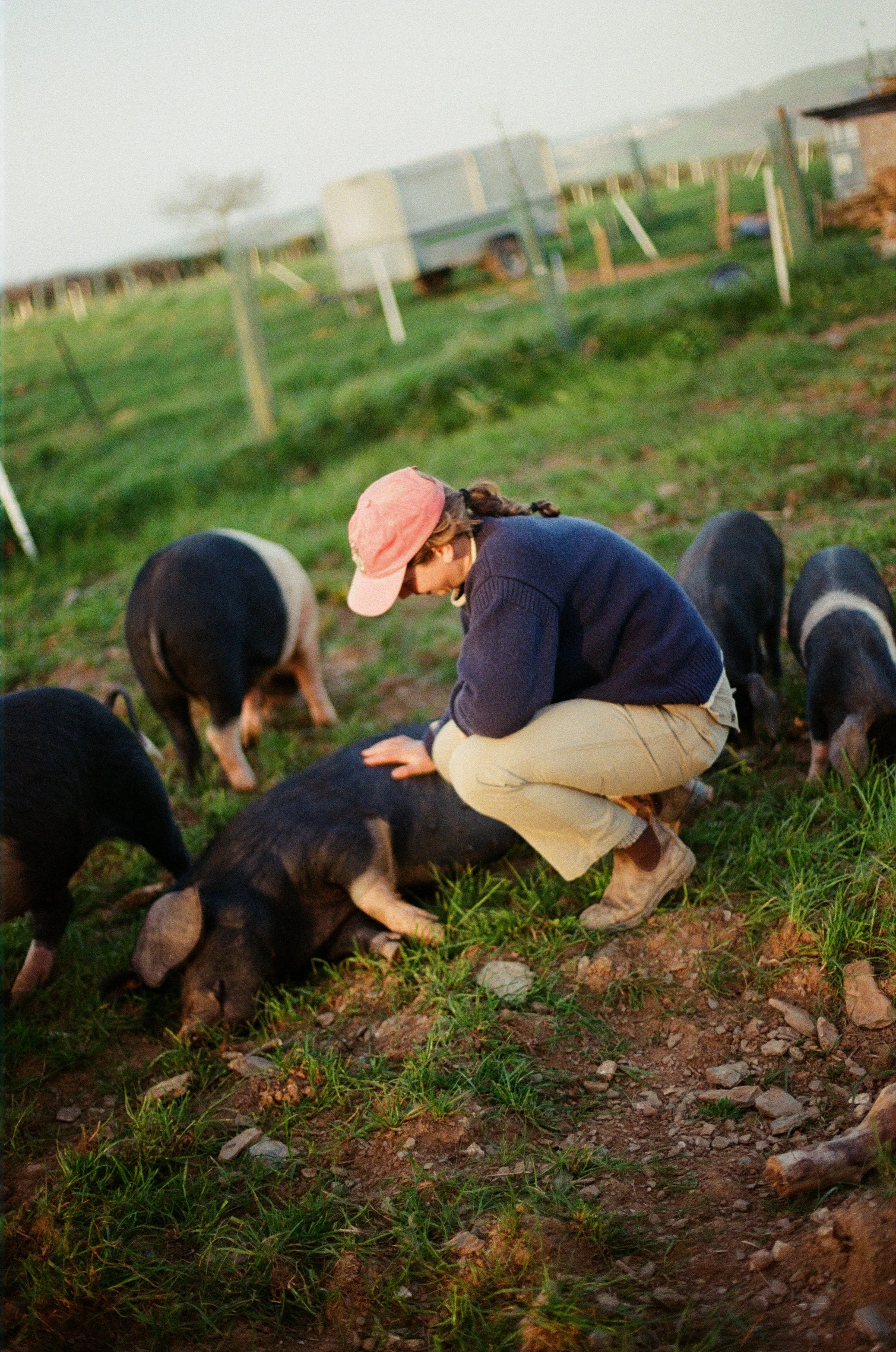 15Ellie+Pigs ©Kasia Murfet.jpg