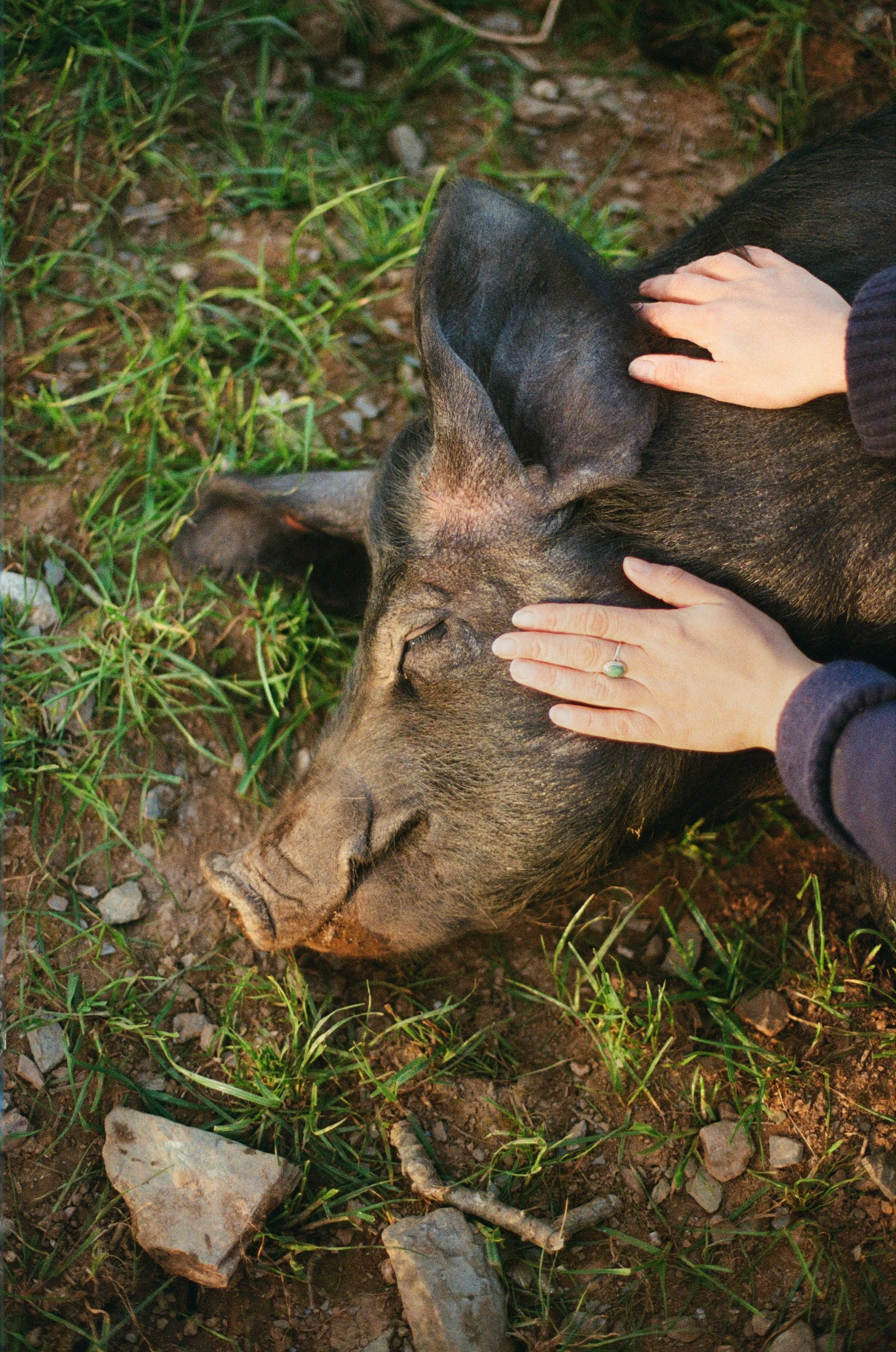 16Ellie+Pigs ©Kasia Murfet.jpg