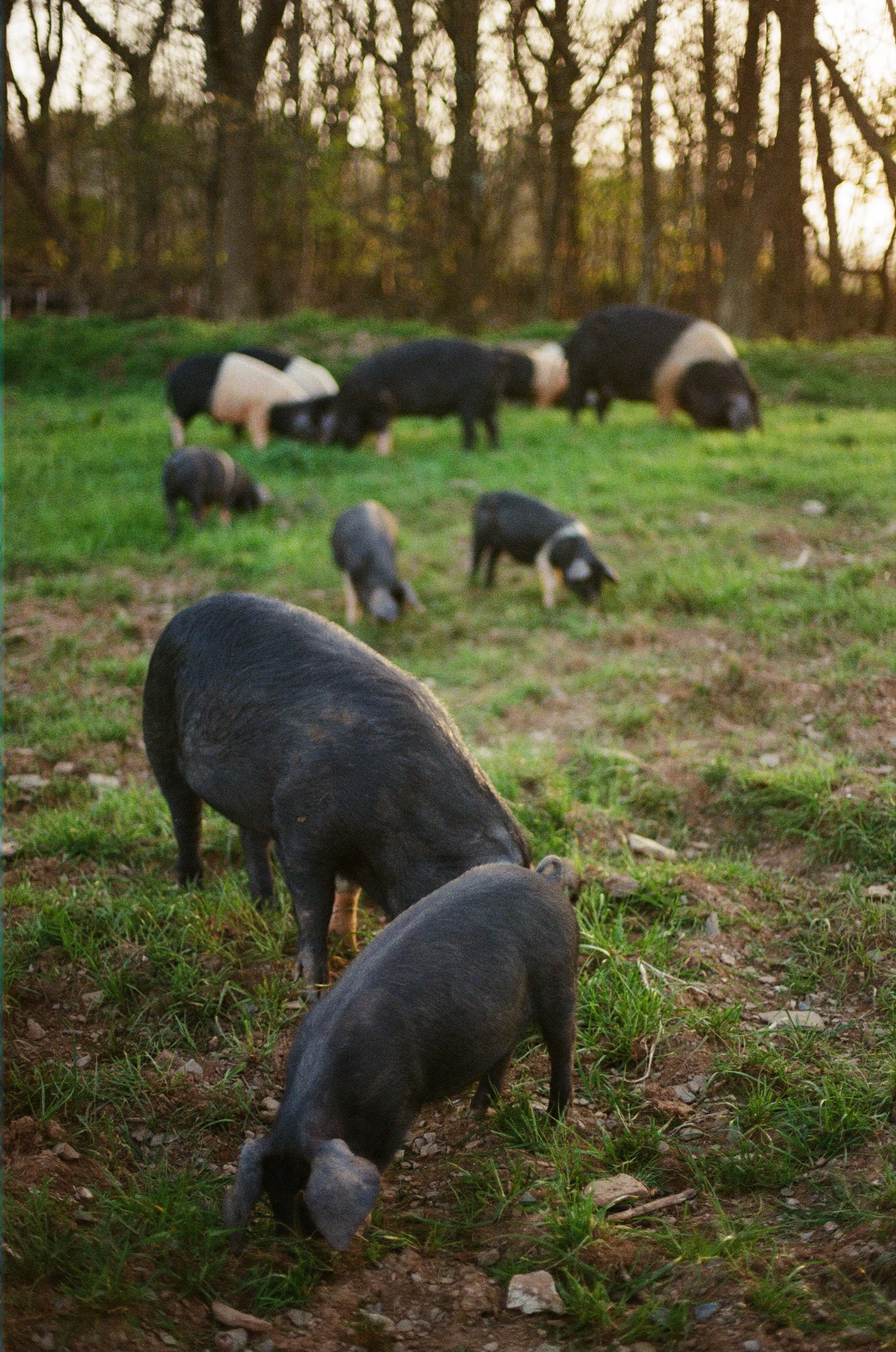 20Ellie+Pigs ©Kasia Murfet.jpg