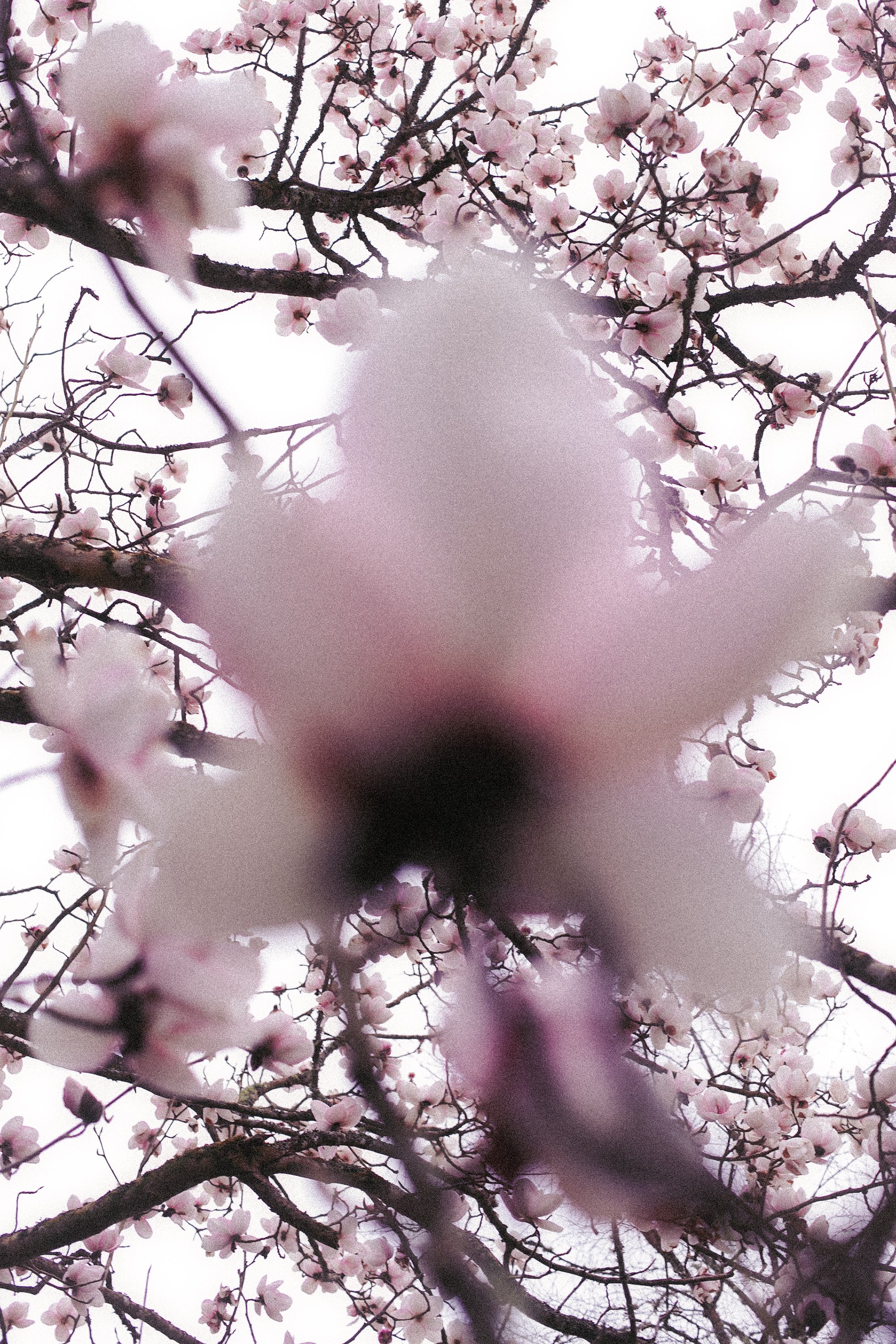 From Garden with Love