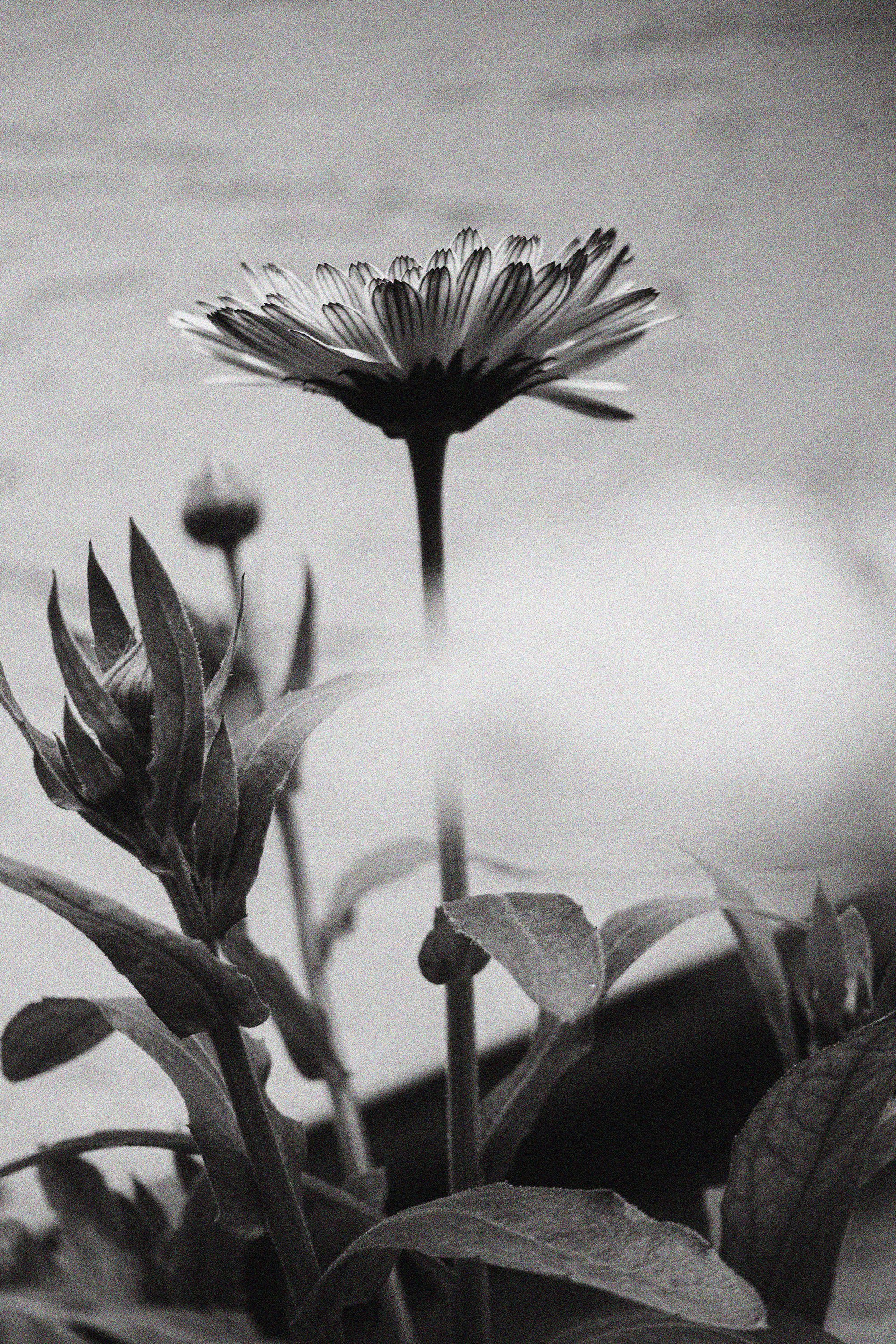 flower copy.jpg