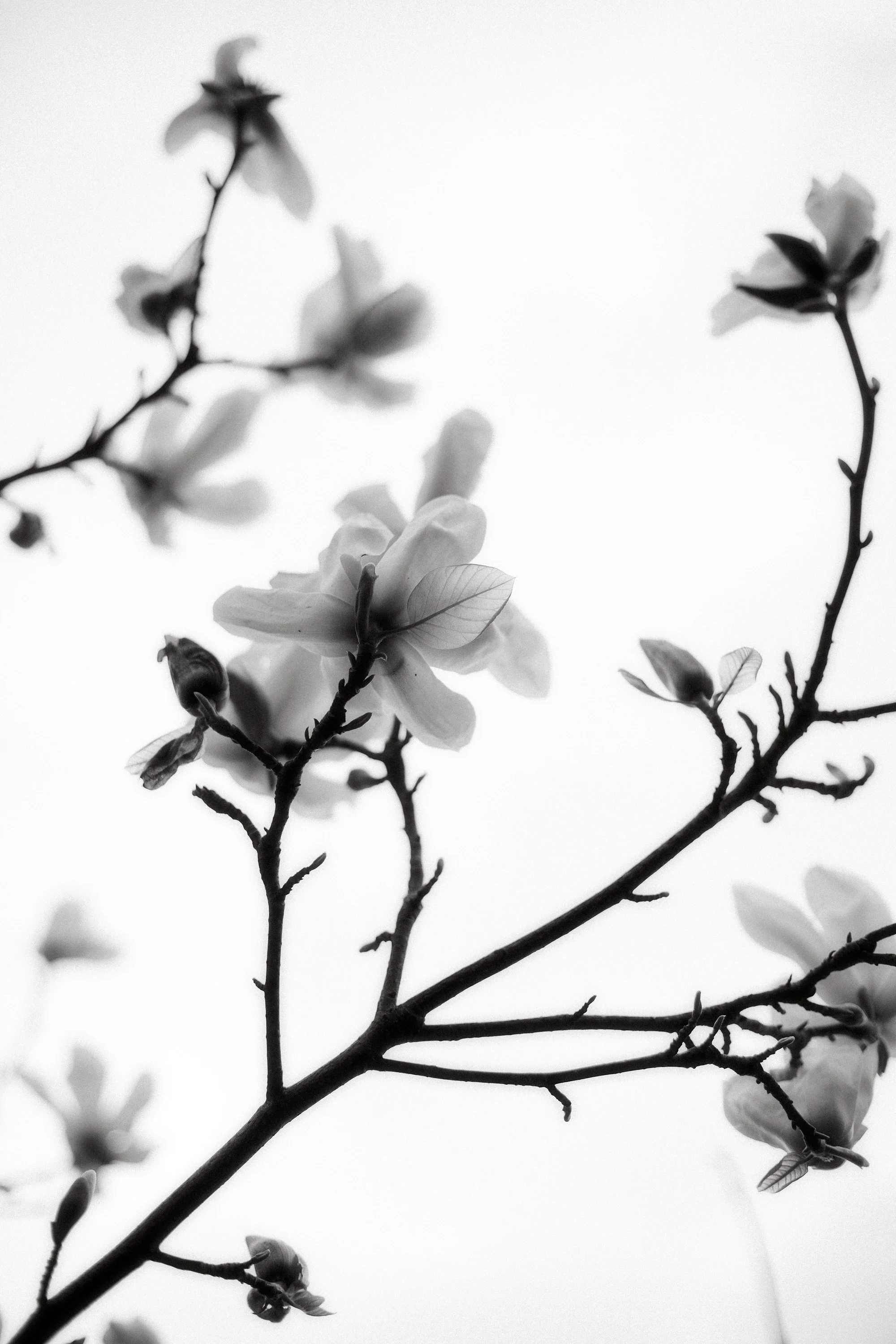 magnolia3.jpg