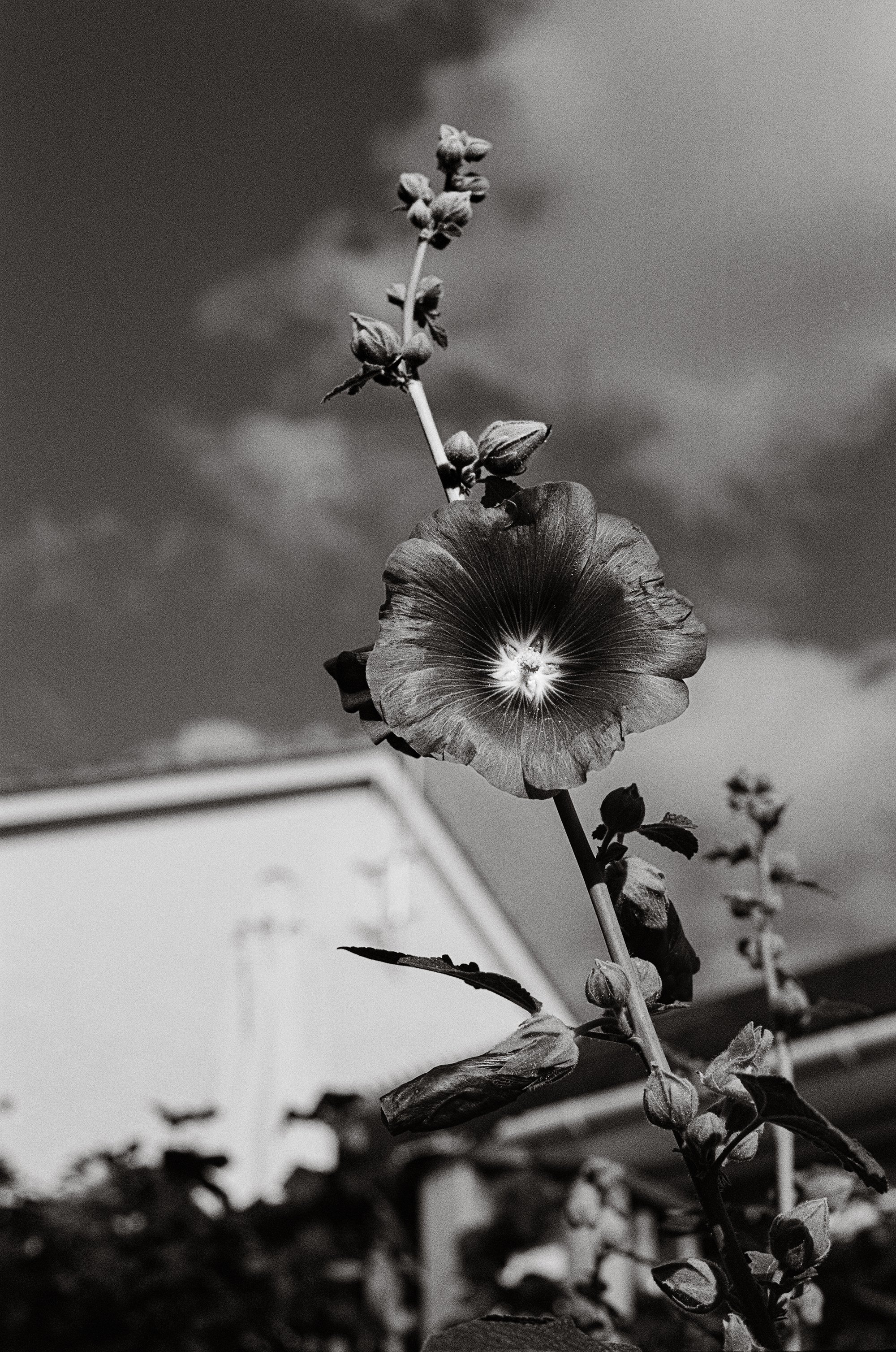 flower4 copy.jpg