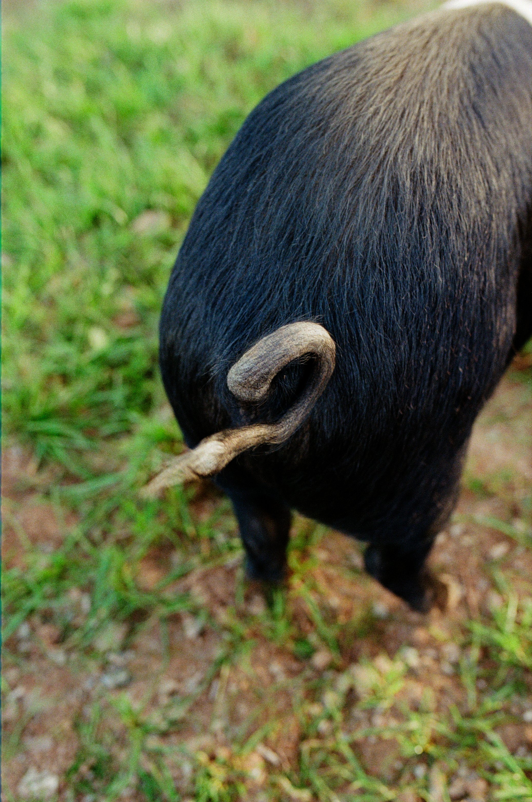 4Ellie+Pigs ©Kasia Murfet.jpg