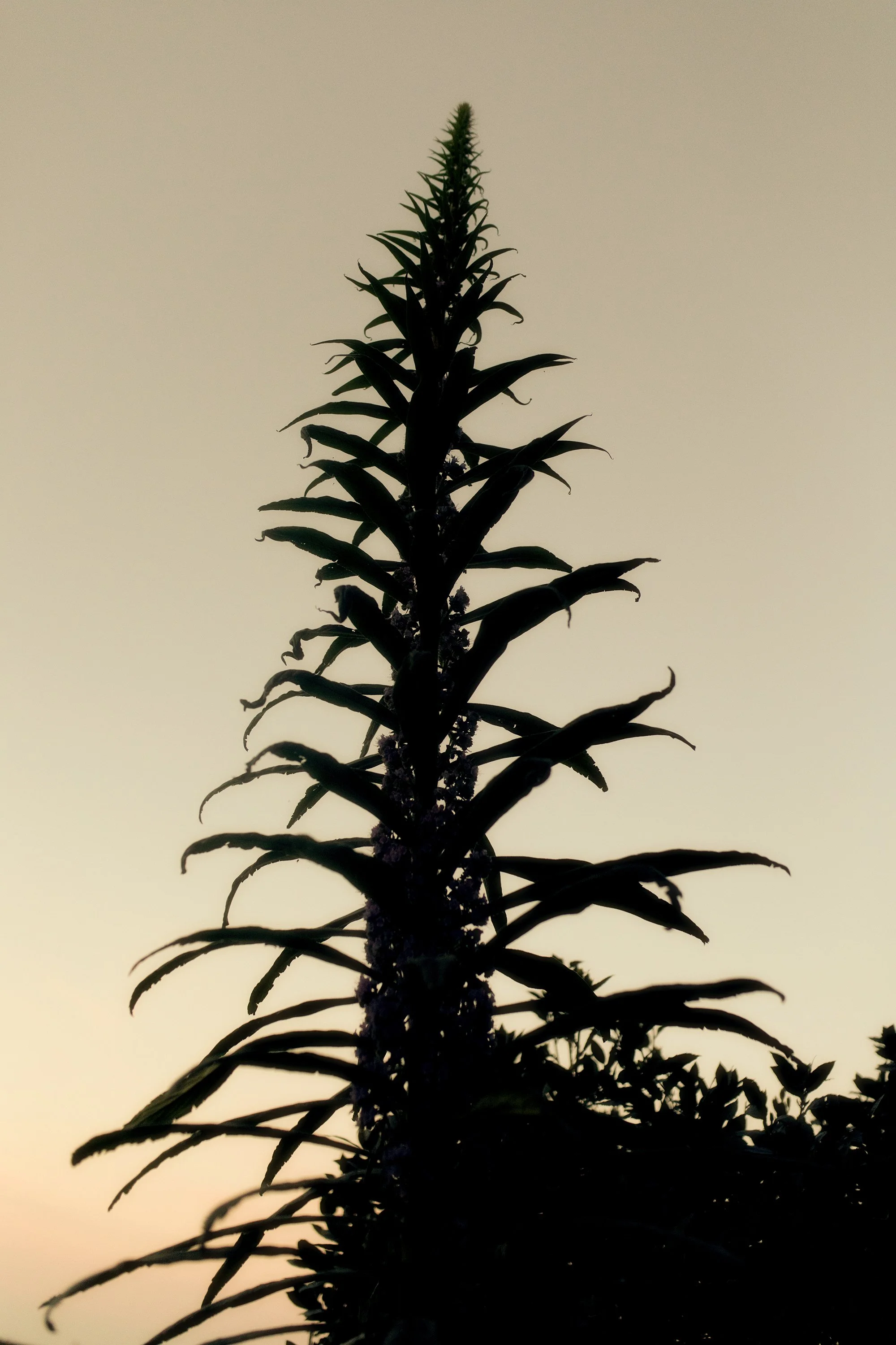 Garden15.jpg