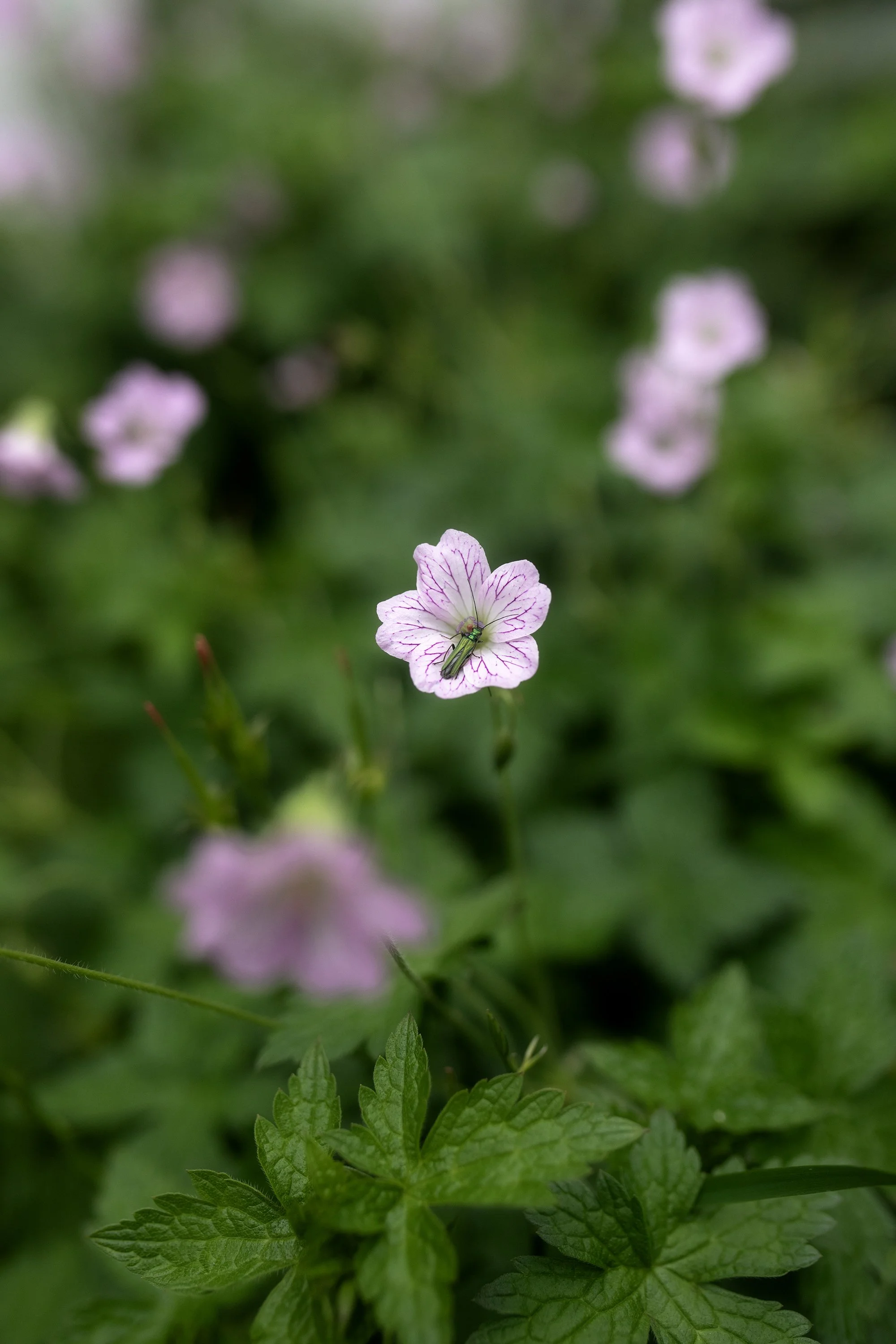 flower1.jpg