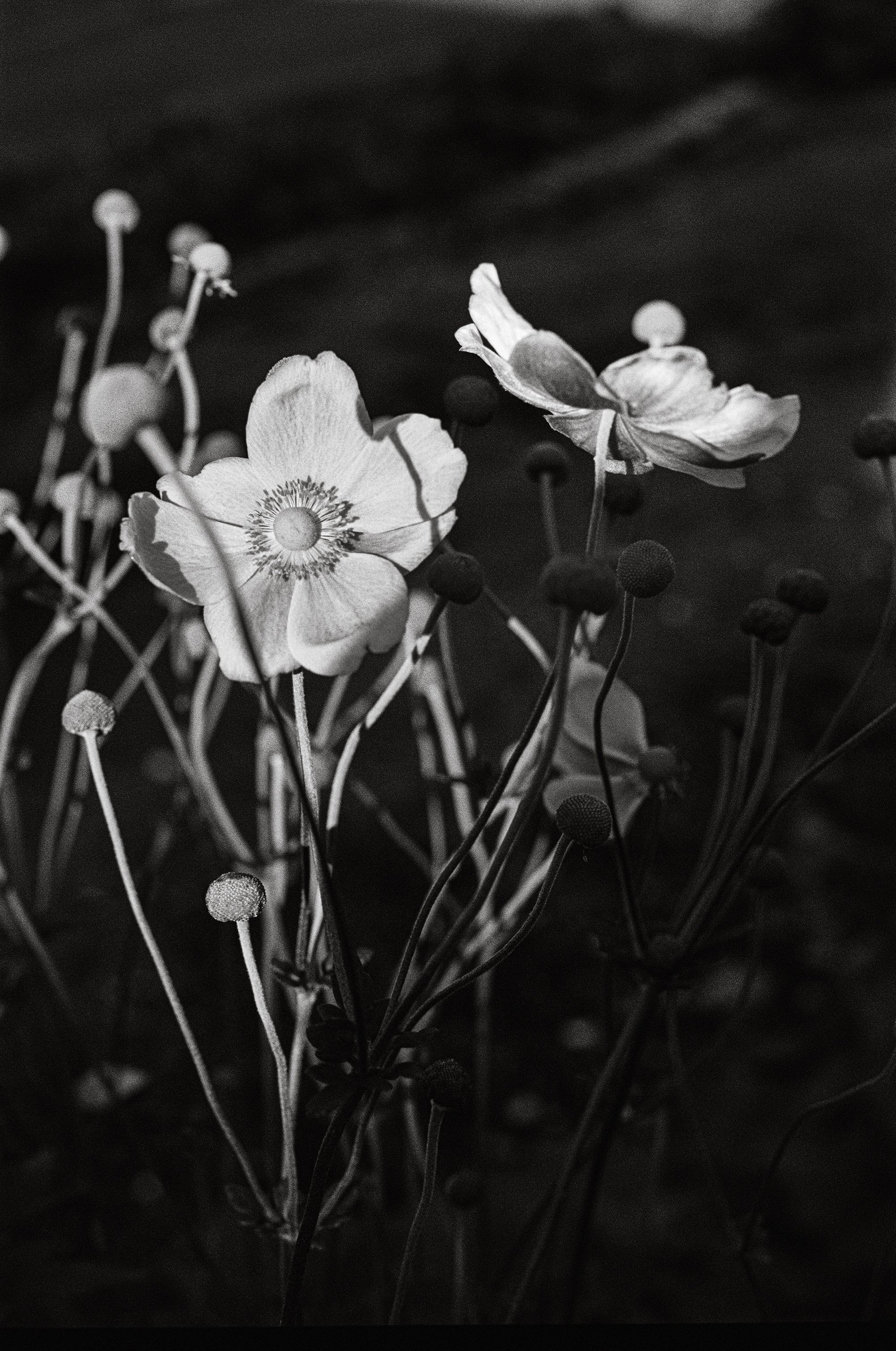 flower3 copy.jpg