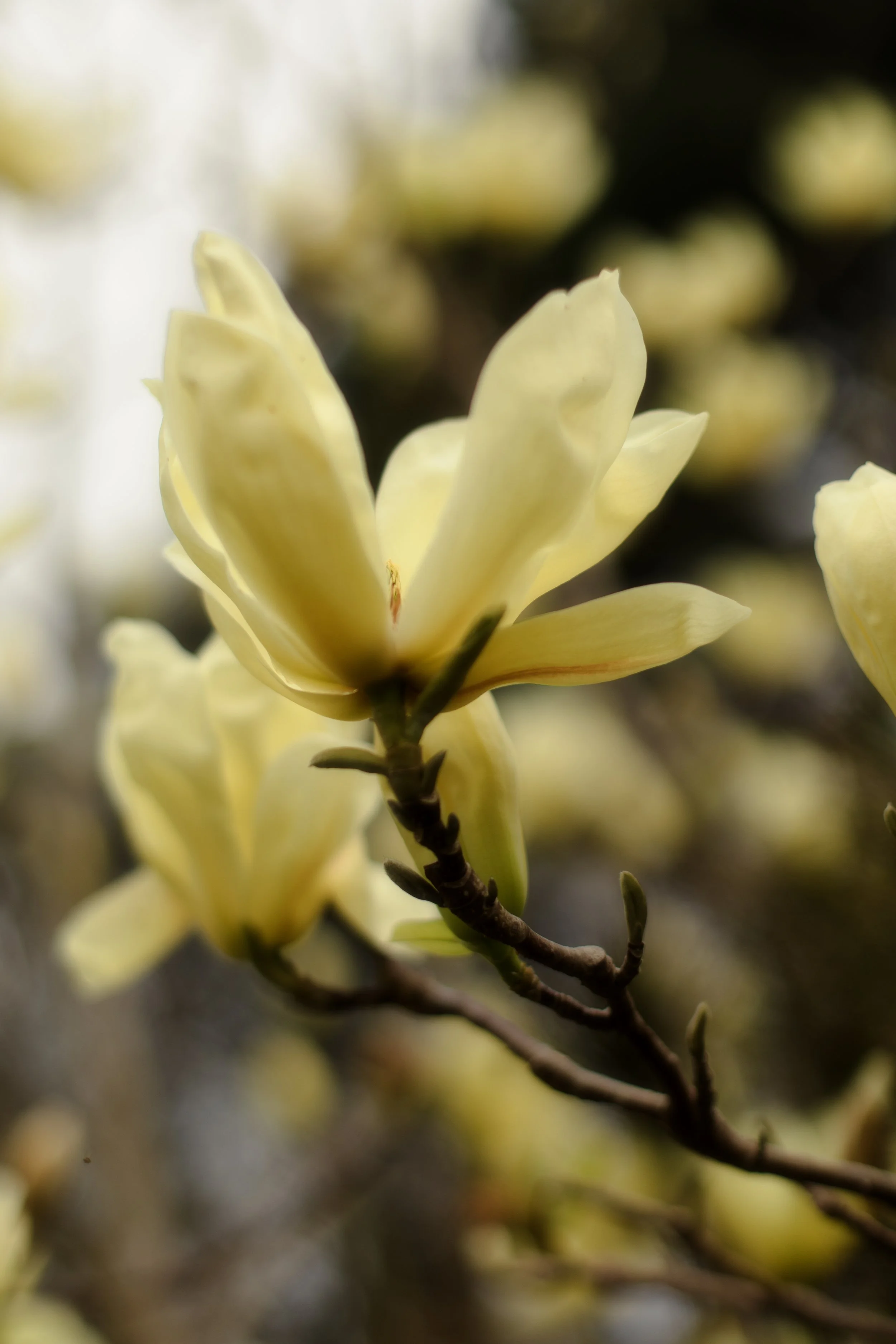 magnolia6.jpg