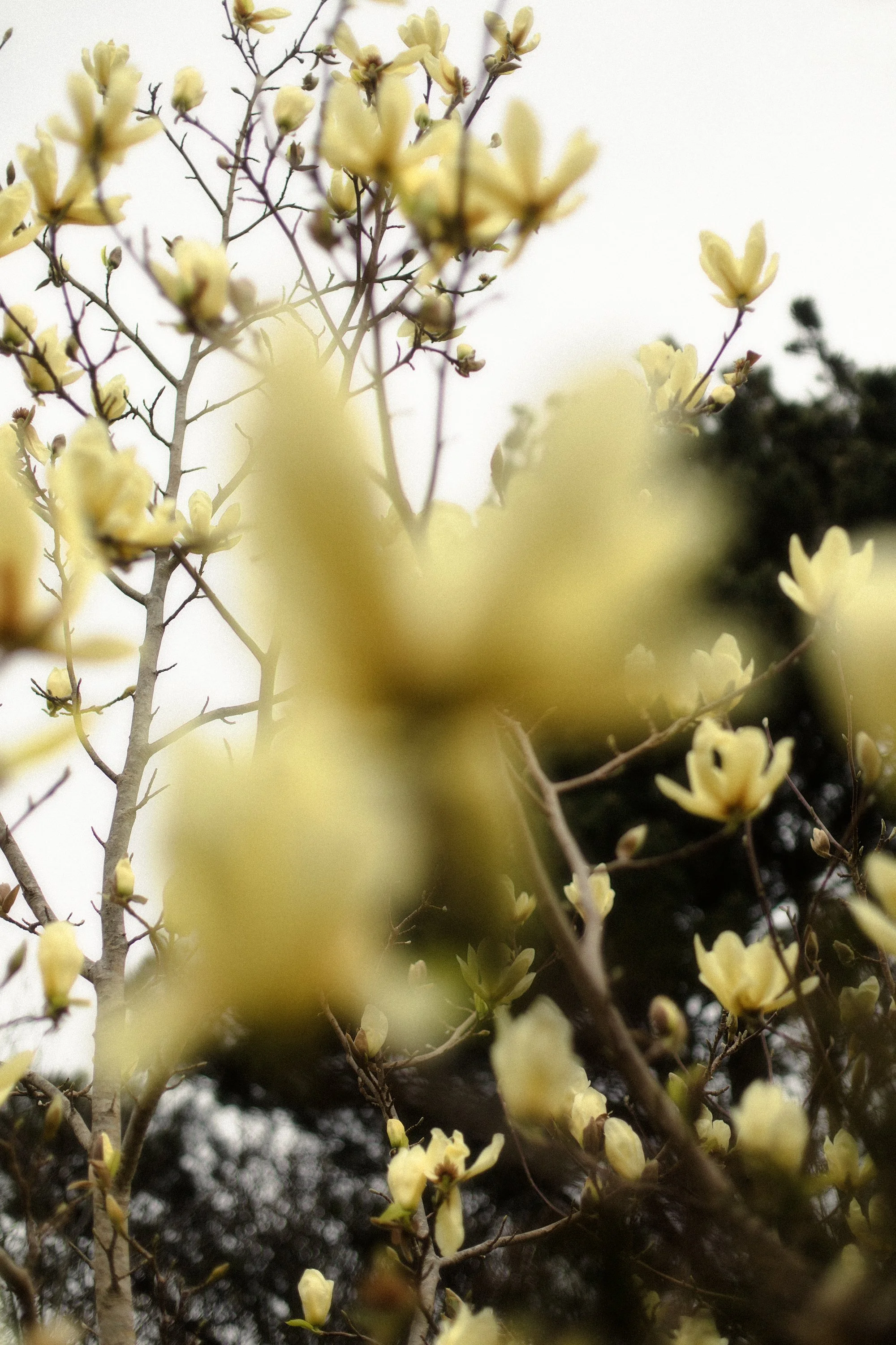 magnolia2.jpg
