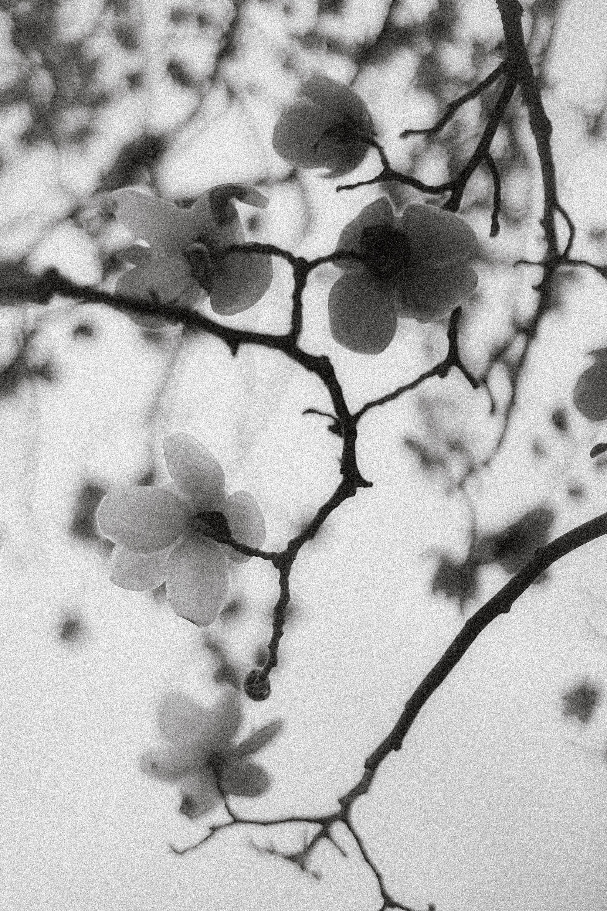 magnolia.jpg