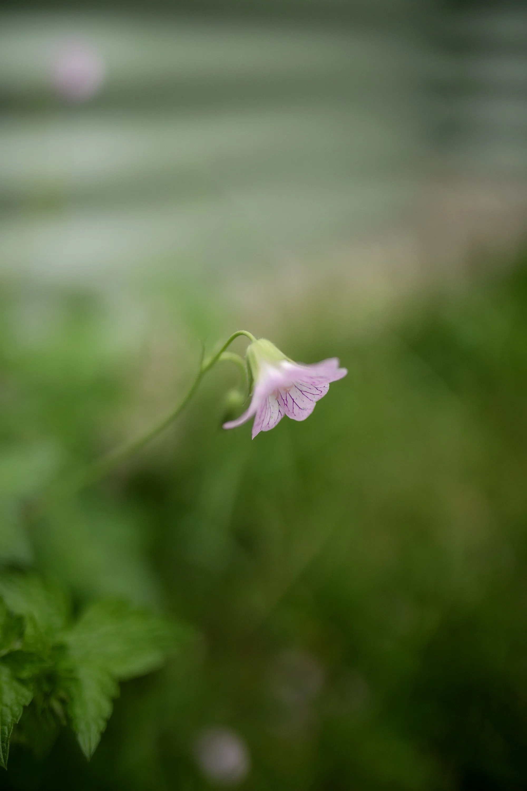 flower2.jpg