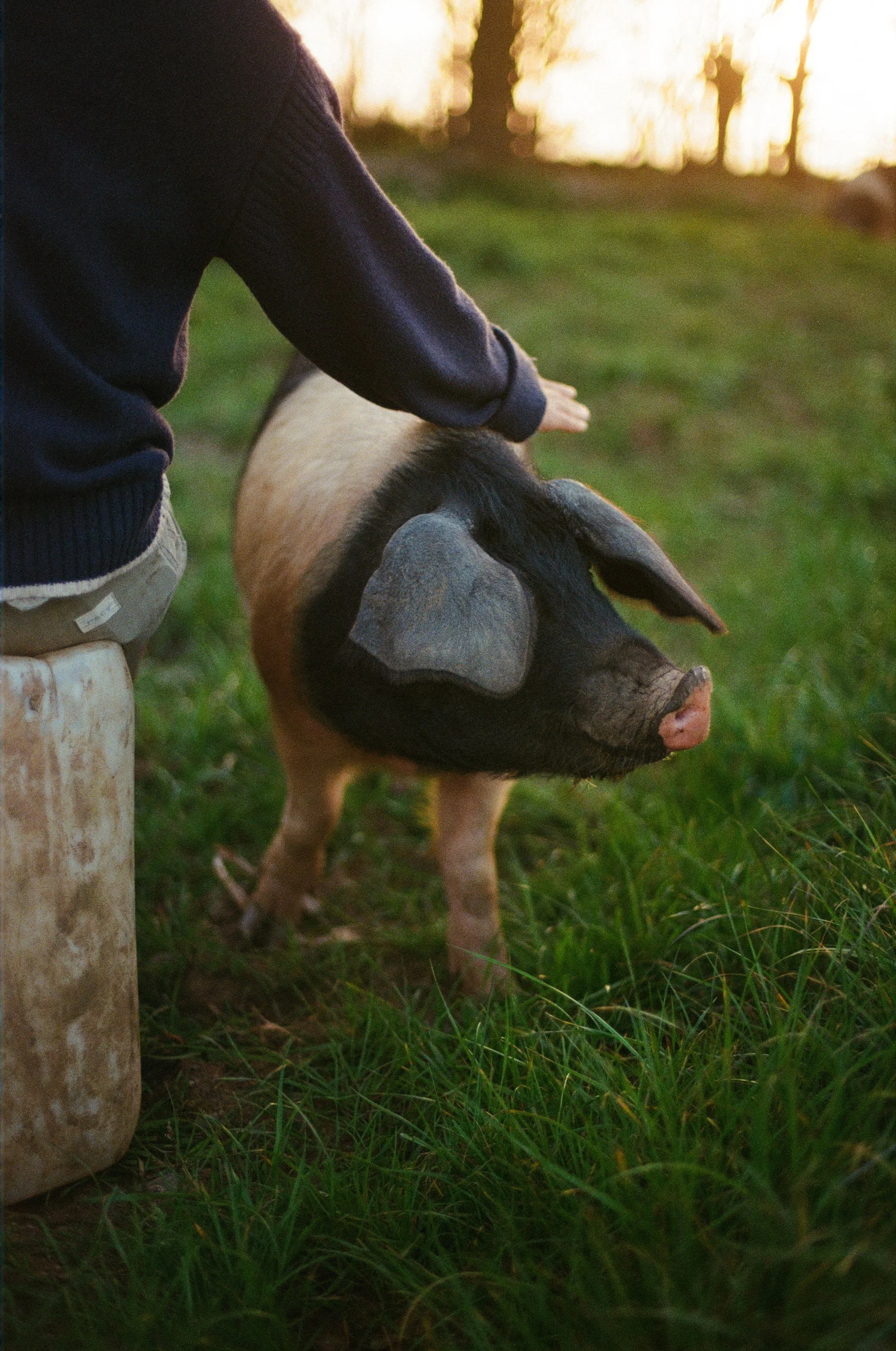 24Ellie+Pigs ©Kasia Murfet.jpg