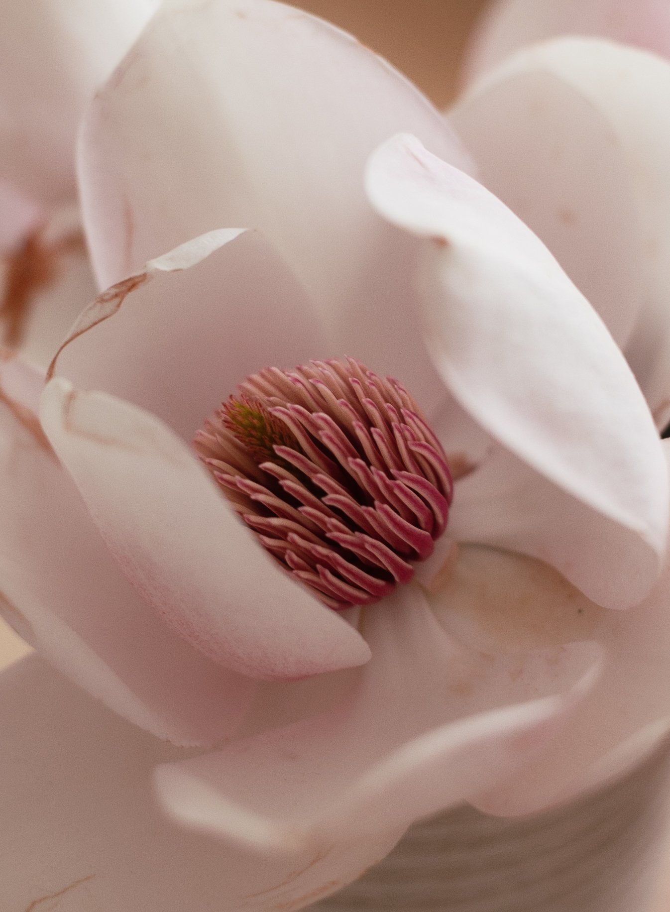 magnolia6.jpg
