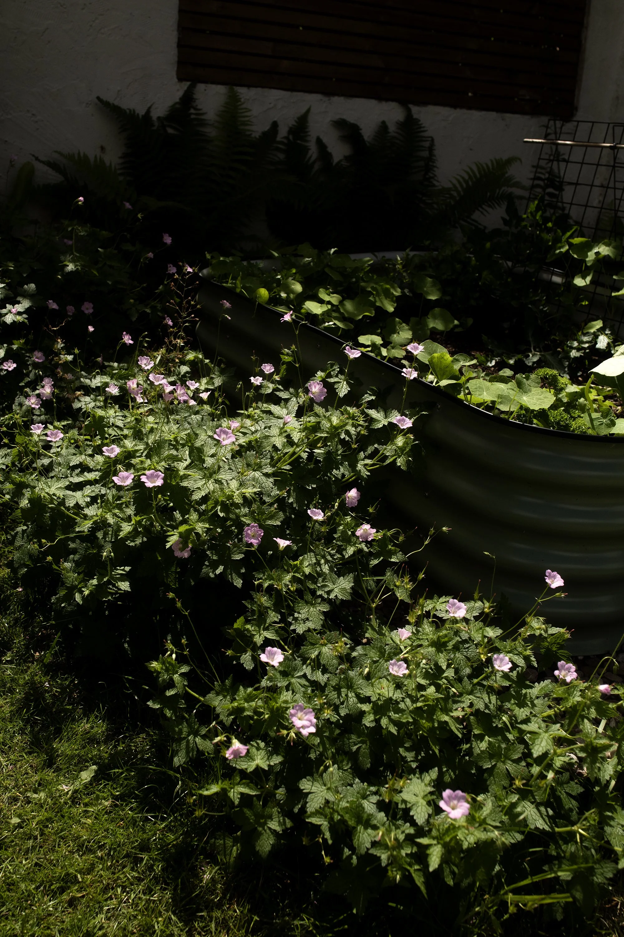 flower4.jpg