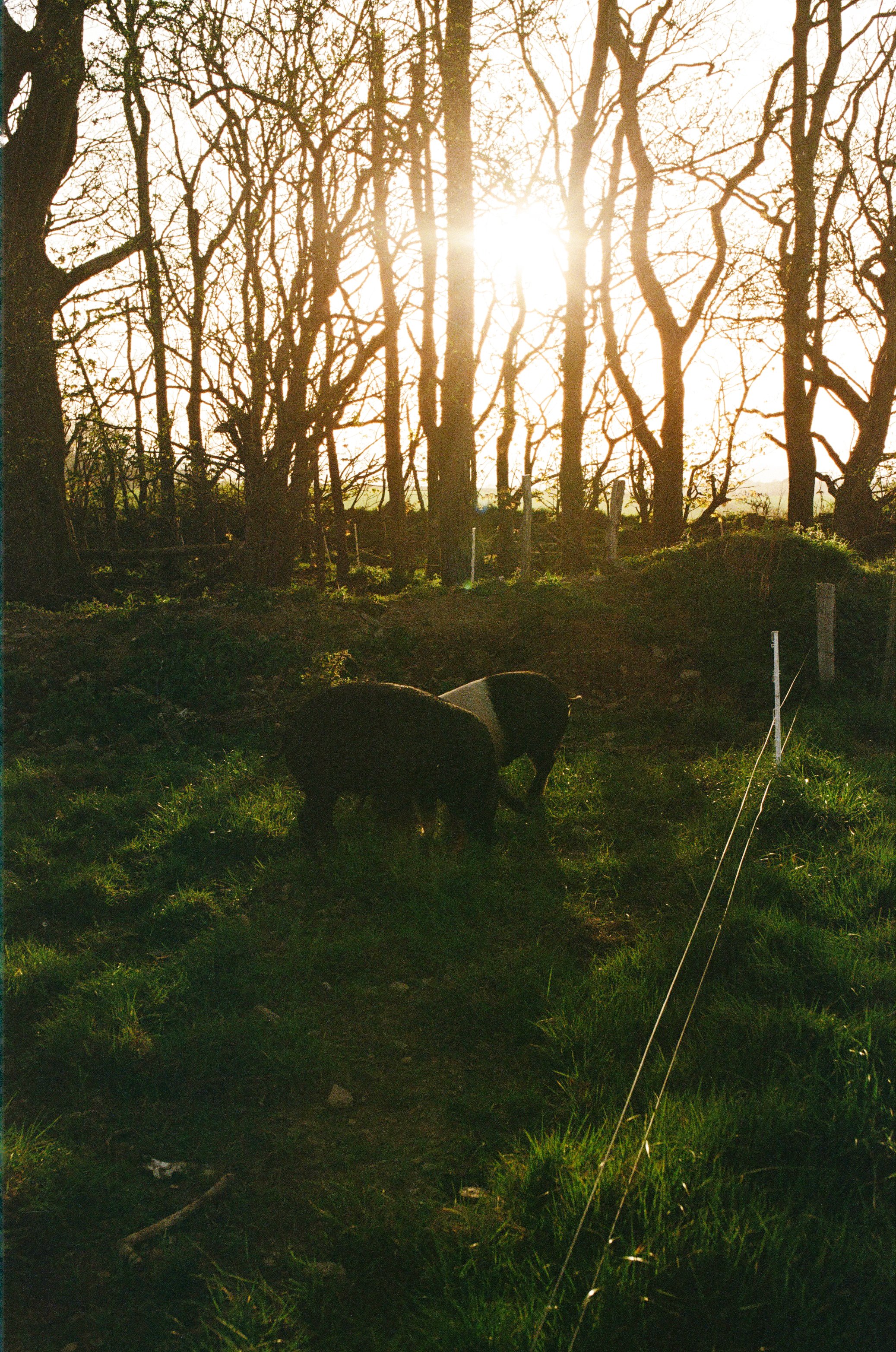 3Ellie+Pigs ©Kasia Murfet.jpg