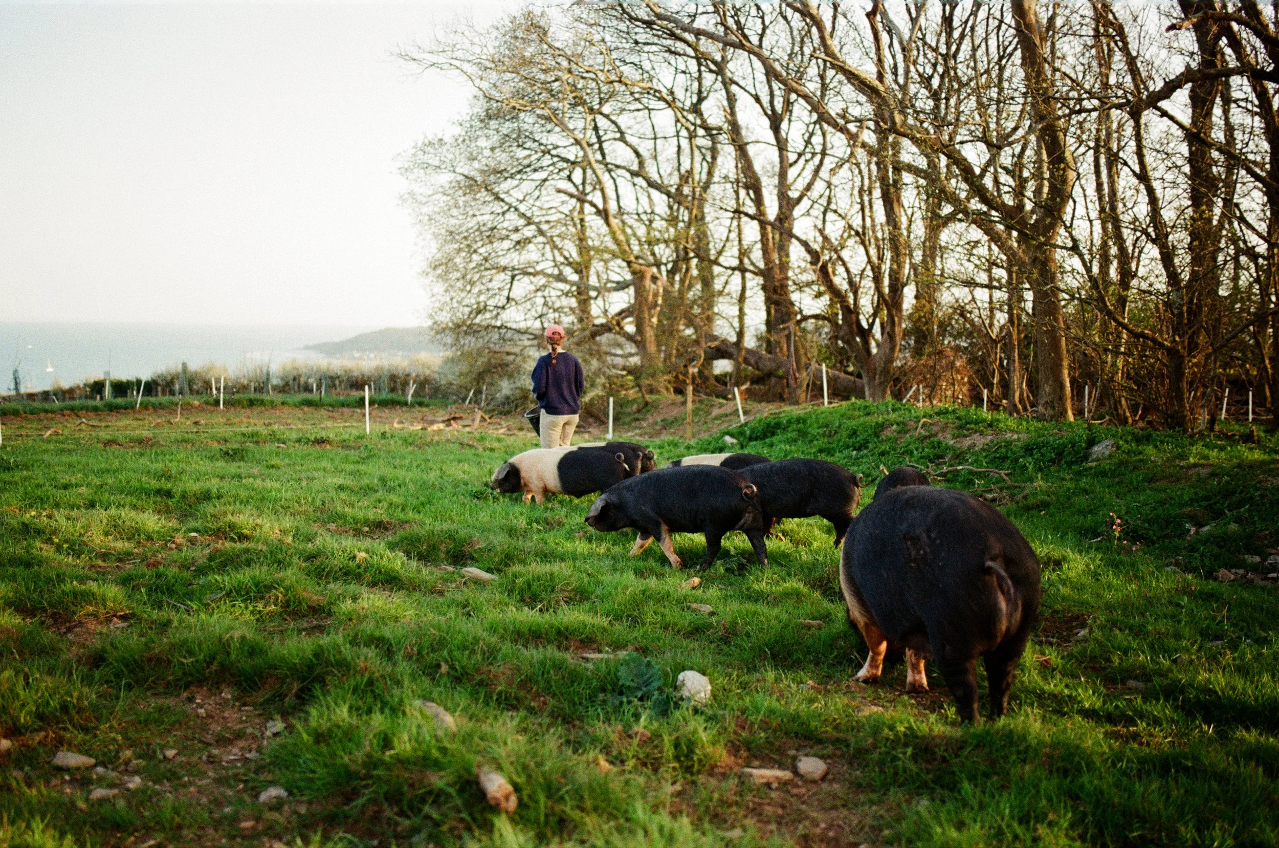 2Ellie+Pigs ©Kasia Murfet.jpg