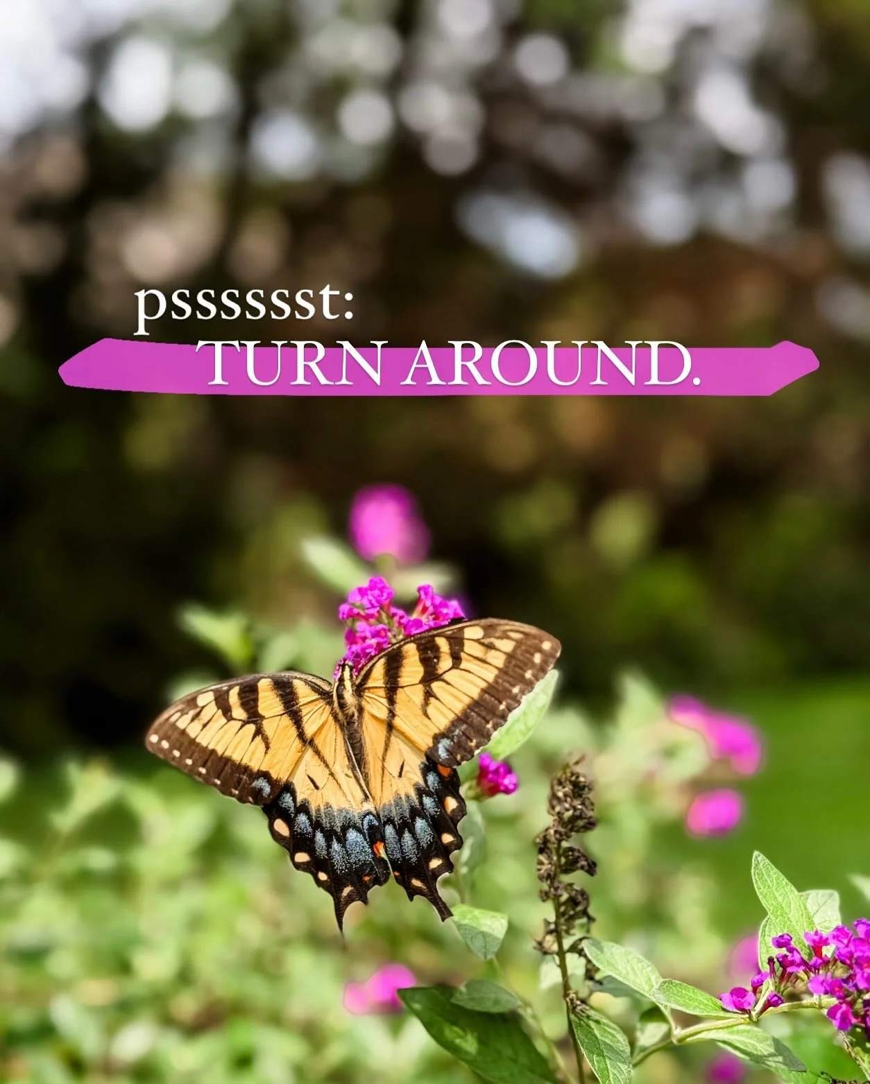 I was bemoaning my garden&rsquo;s lack of growth in my stories and blah blah blah&hellip; then realized this absolutely gorgeous (and huge!! 4&rdquo; top to bottom, easy!) butterfly was just chilling behind me in my butterfly bushes. 

So&hellip; I d