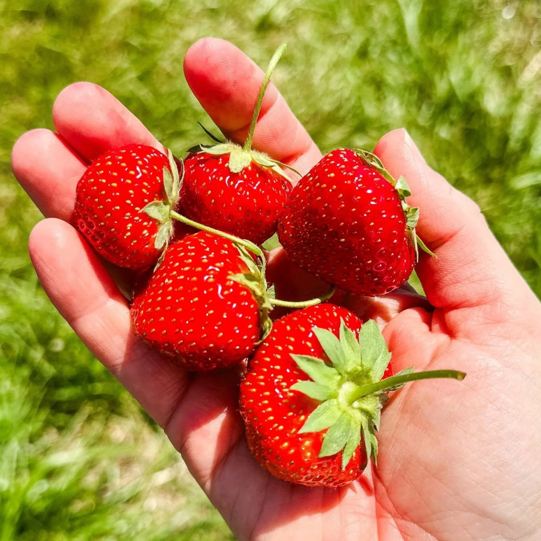 Fresh Picks: The Best Strawberry Farms Near Howard County, MD And Beyond