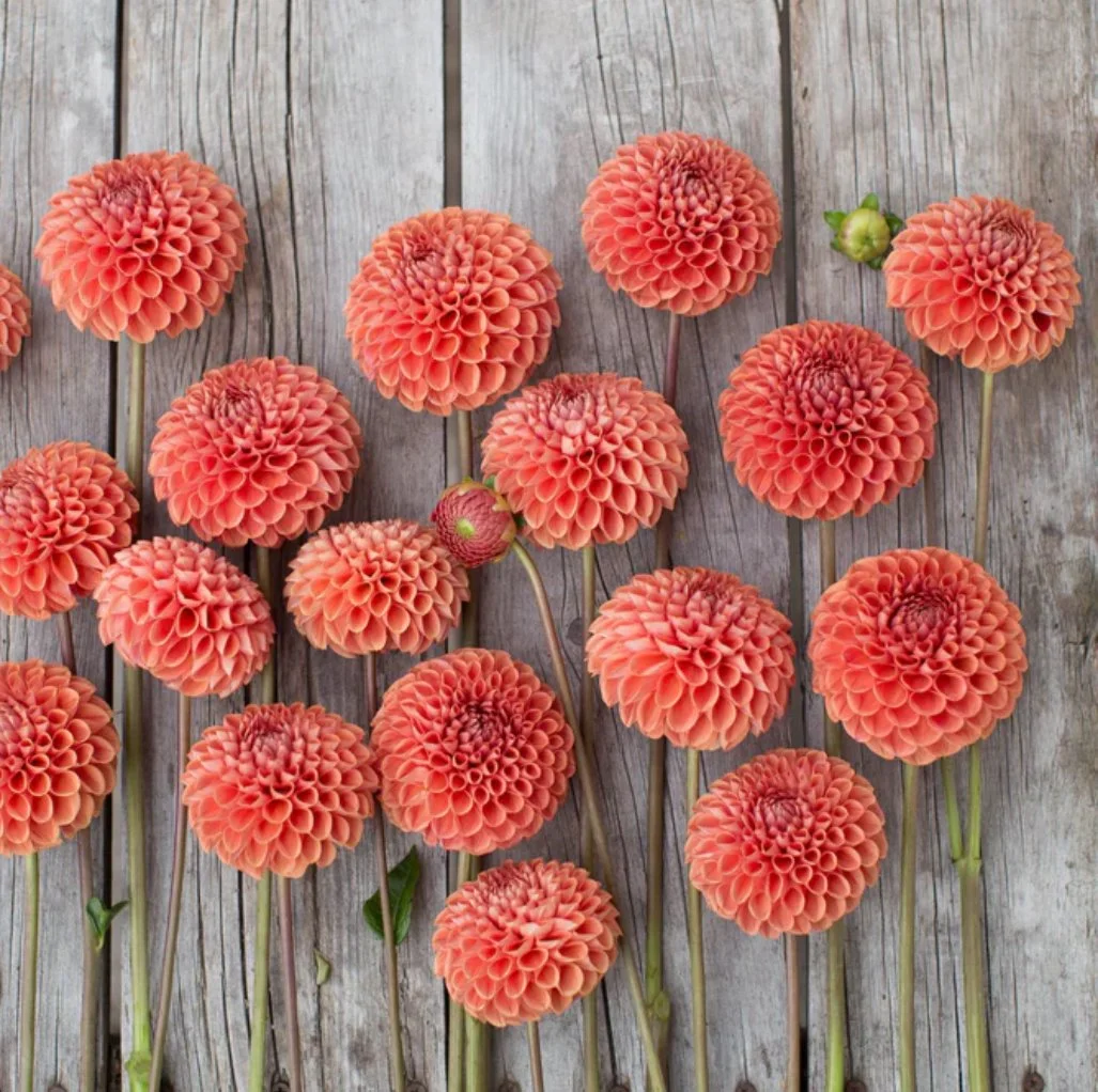 Cornel Bronze Dahlia Tubers