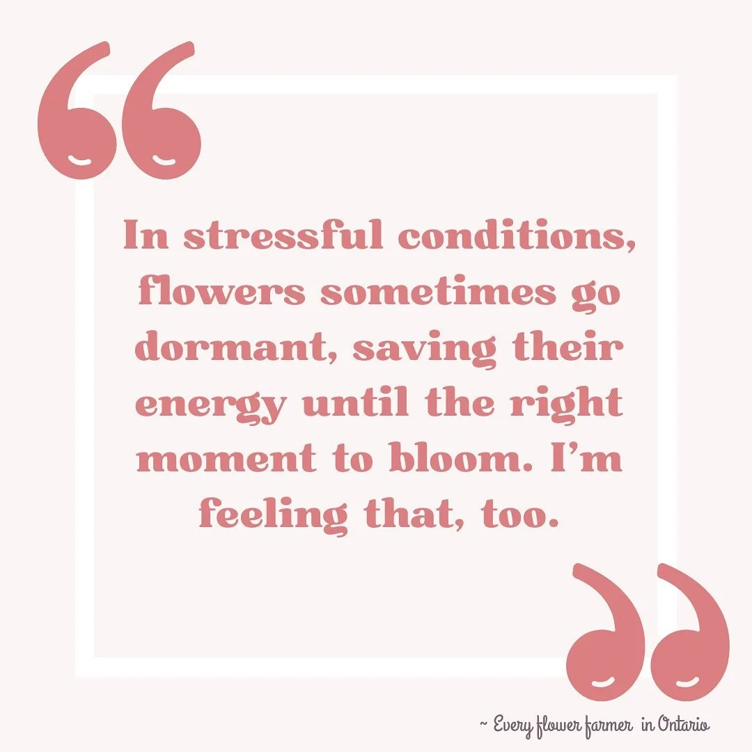 In stressful conditions, flowers sometimes go dormant, saving their energy until the right moment to bloom. I&rsquo;m feeling that, too. 

This summer has been heavy&mdash;record heat, relentless drought, family health needs, and big dreams in the wo