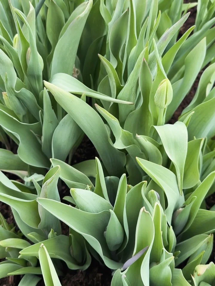 Tulips go through a few phases&hellip; and I&rsquo;m obsessed with all of them 🌷

🌷 Stage 1 &mdash; freshly picked, tightly closed, hardly any colour

🌷 Stage 2 &mdash; starting to open, colour coming in

🌷 Stage 3 &mdash; big, open, doing the ab