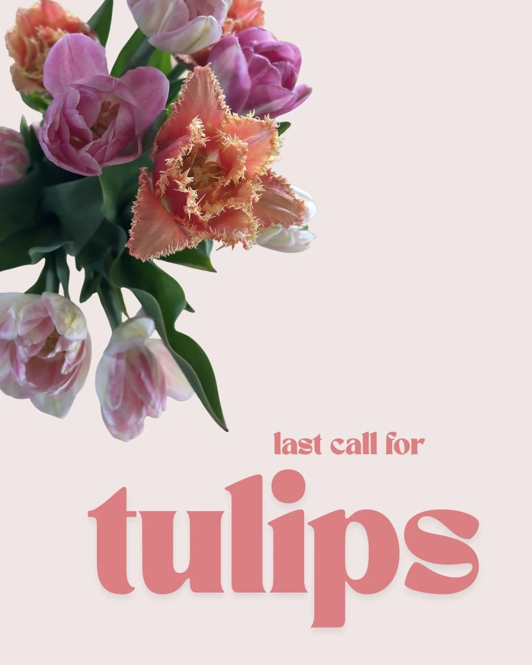 FANCY TULIPS

Tulip season is ending- but we have our last (and best 🫢) harvest. 

Double and fringe tulips are picked and ready for you. These beauts reflect more of a peony vibe- with layers of new petals exposed as they open in your home. 

I onl