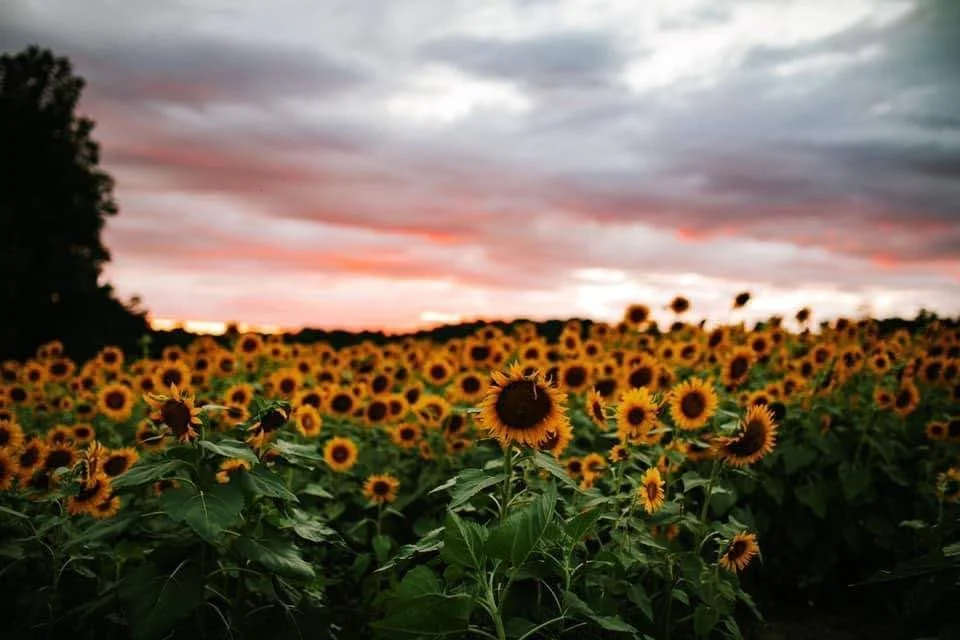 Sunflower Mini Sessions