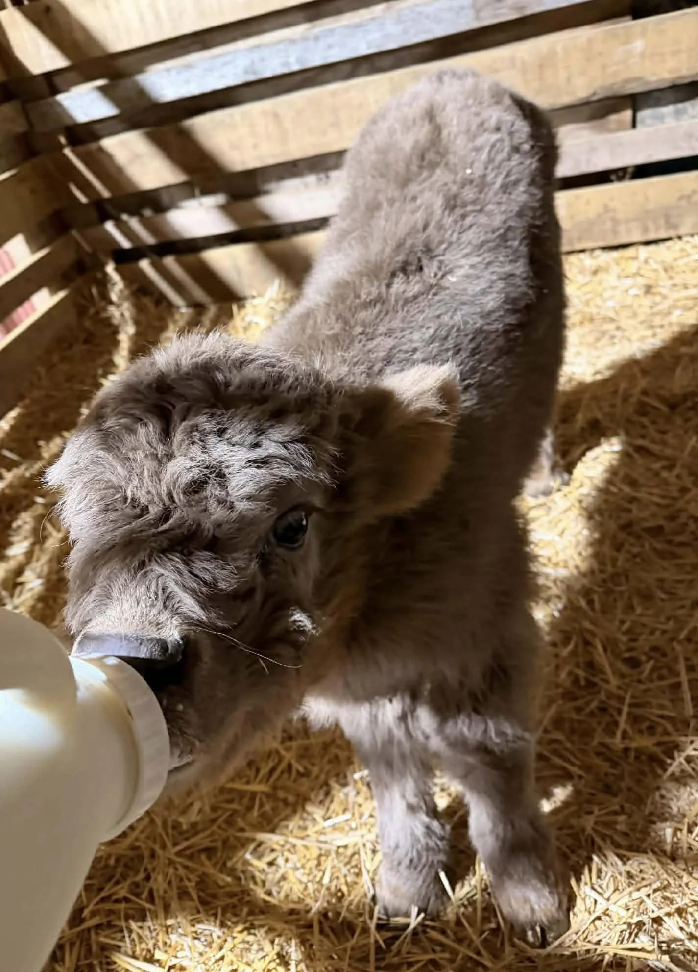 image of baby mini highland cow being bottle fed