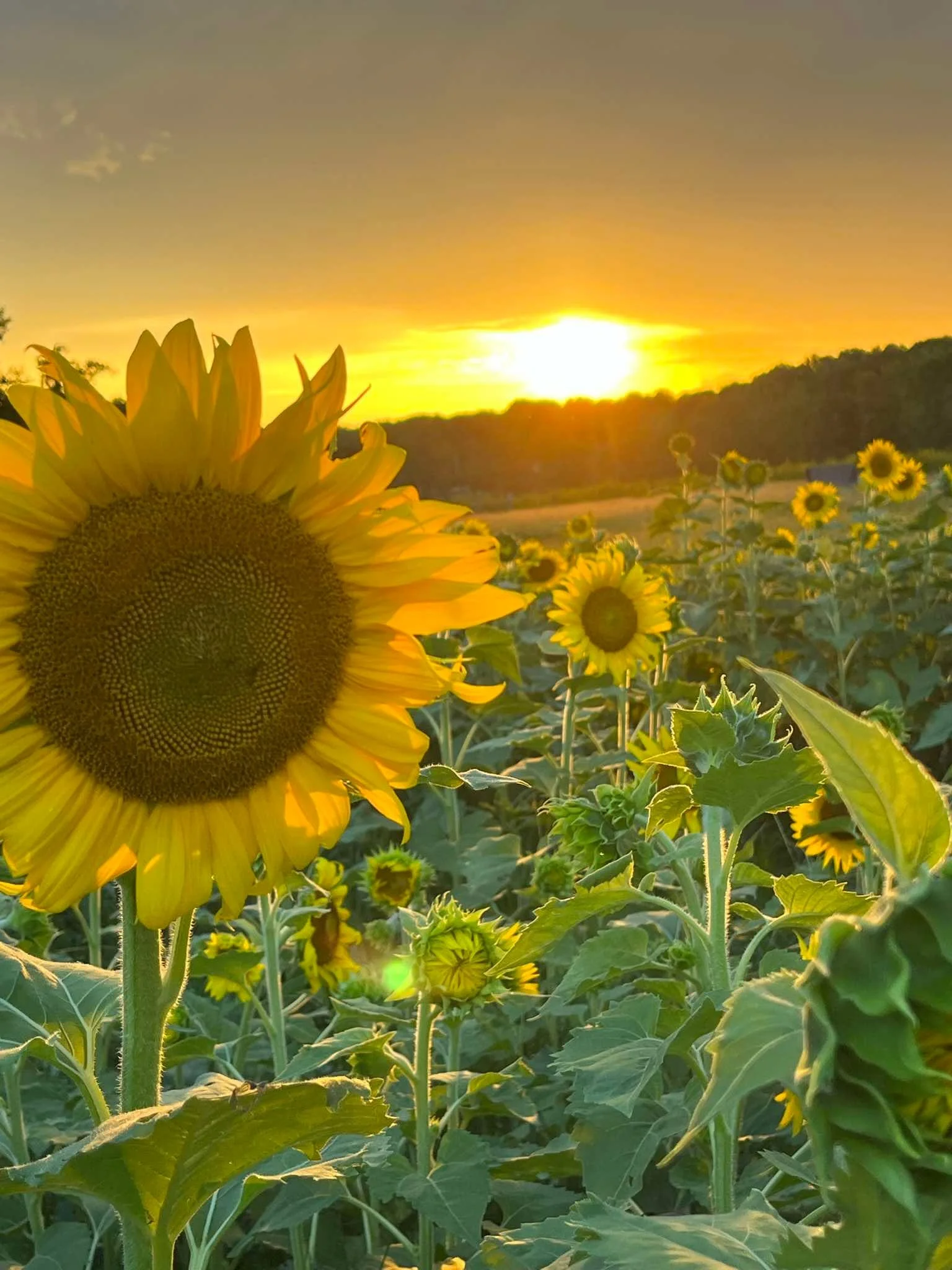 sunflower mini sessions in north GA by family photographer Cindy Rawlings with Captured Moments by Cindy