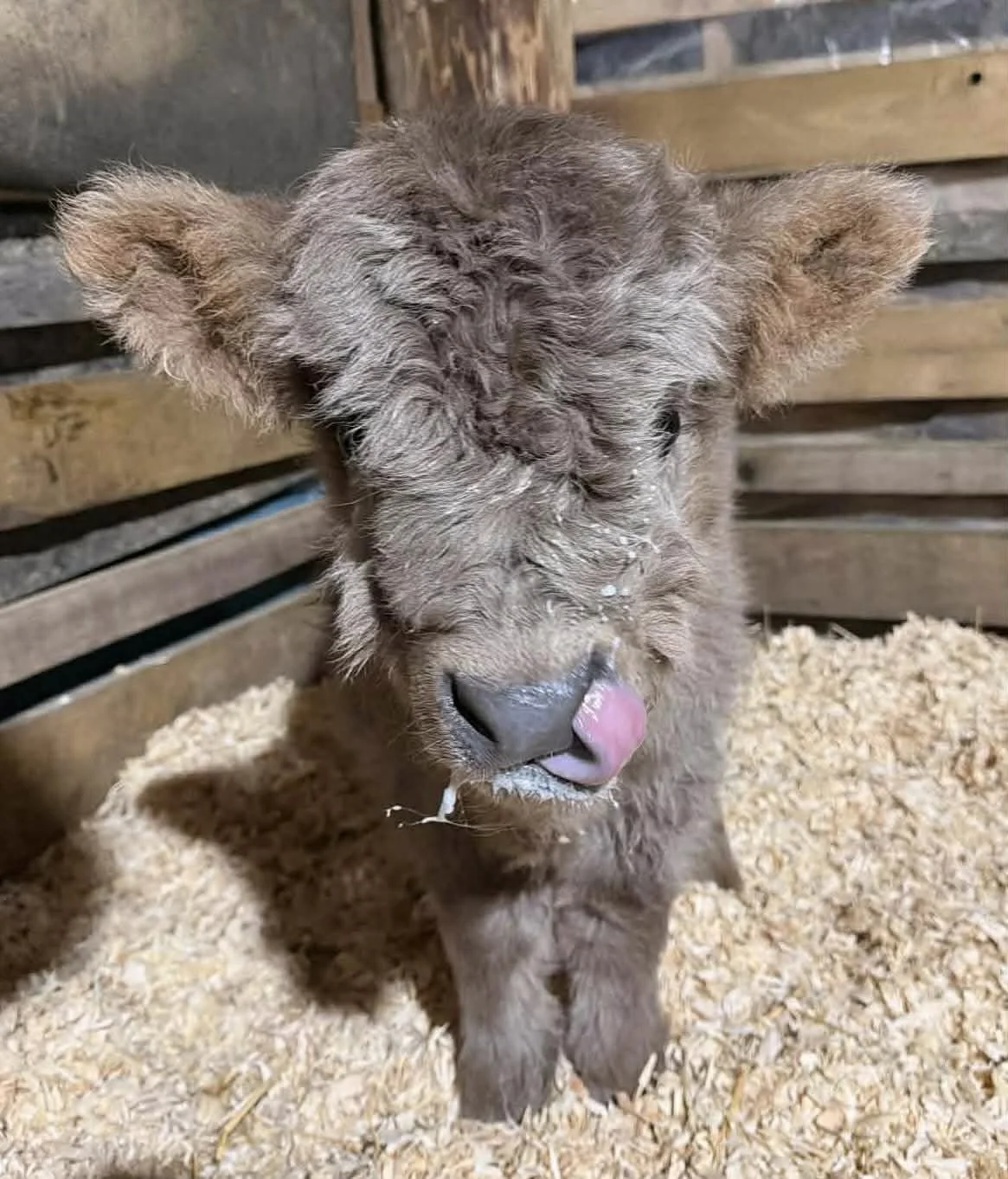 image of grey/brown baby mini highland cow