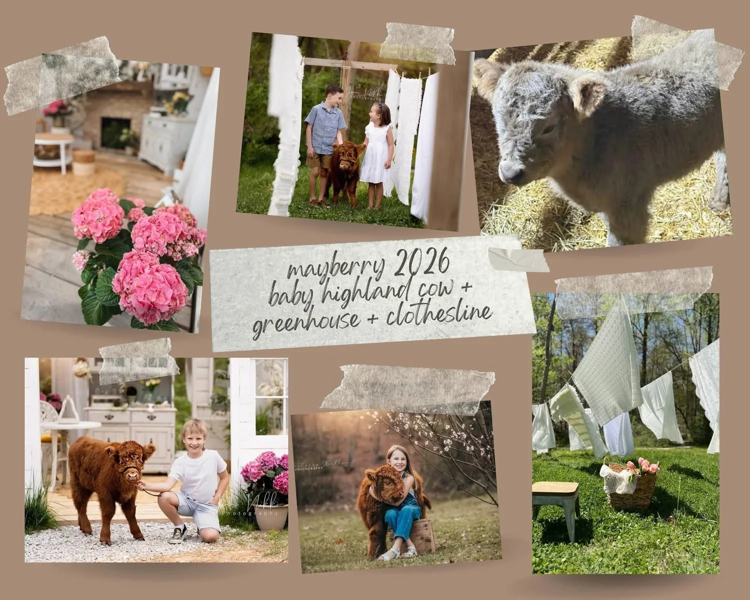 collage of images of baby mini cow setup for photographing family mini sessions in Canton