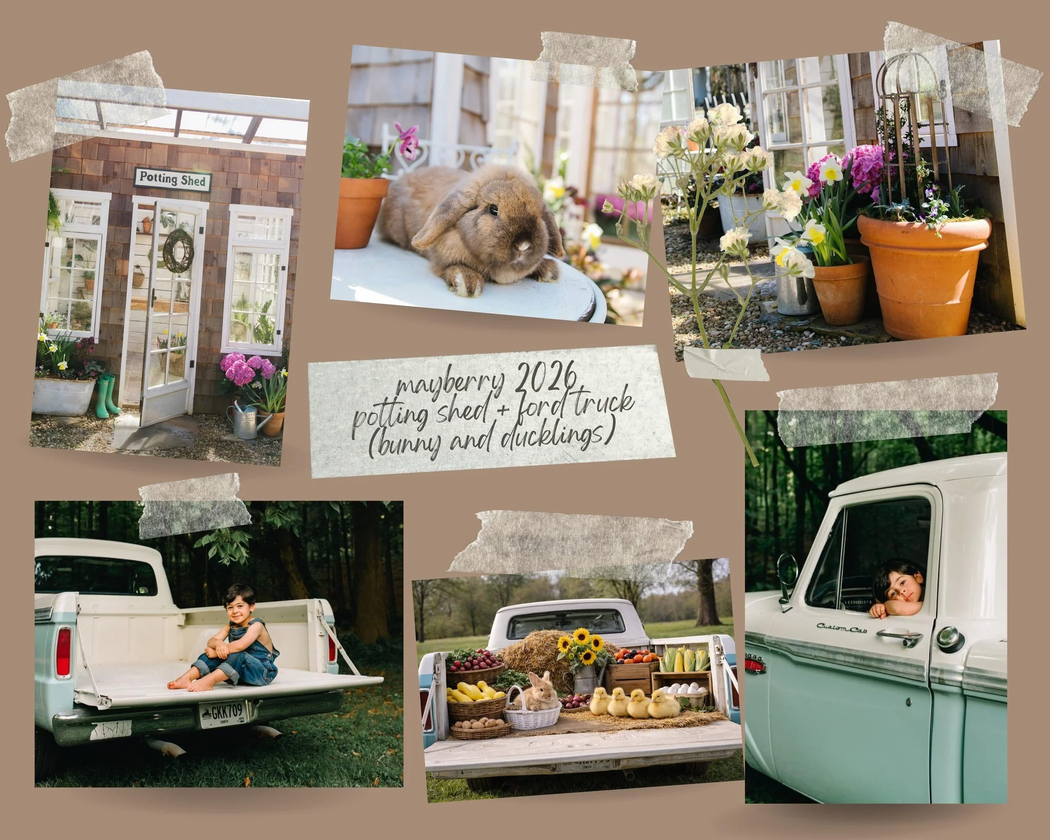 baby ducks and bunny photos