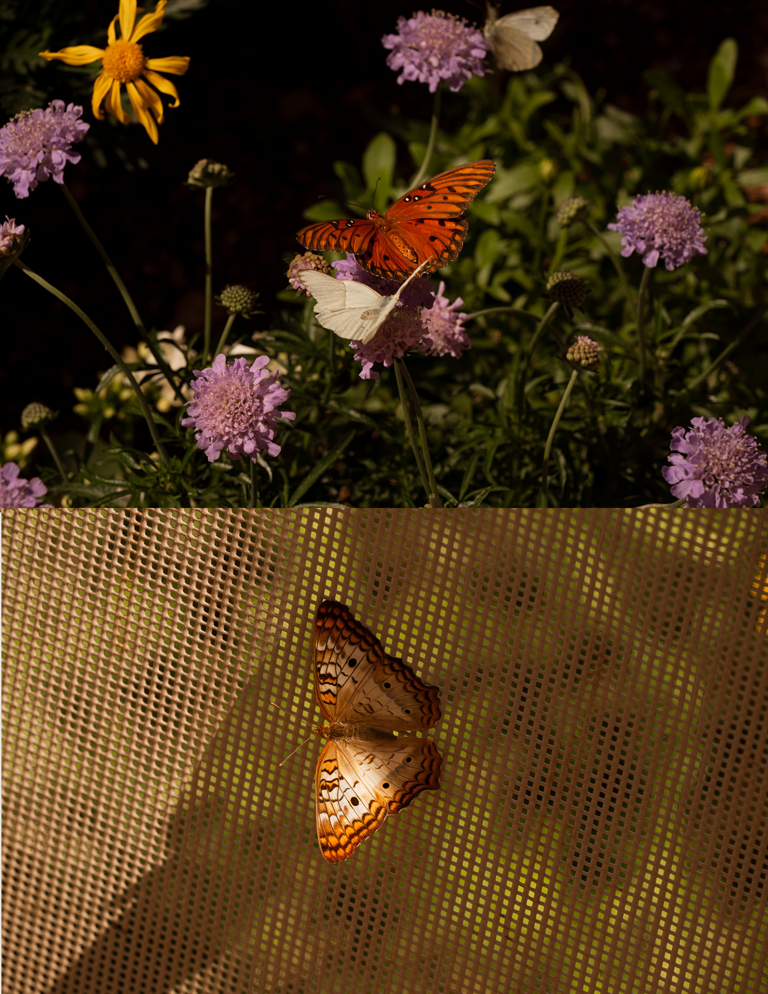 Nature’s Whimsical Embrace: A Mother’s Journey of Rediscovery