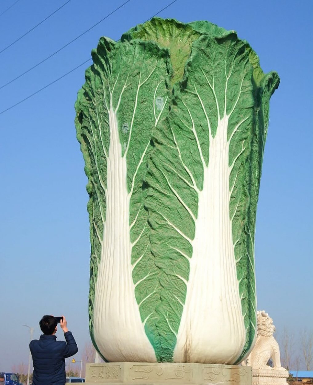 Glass cabbage sculpture in Liaocheng, China 🥬 Cabbage is a symbol of wealth and prosperity in Chinese culture. 

Via @all___kinds