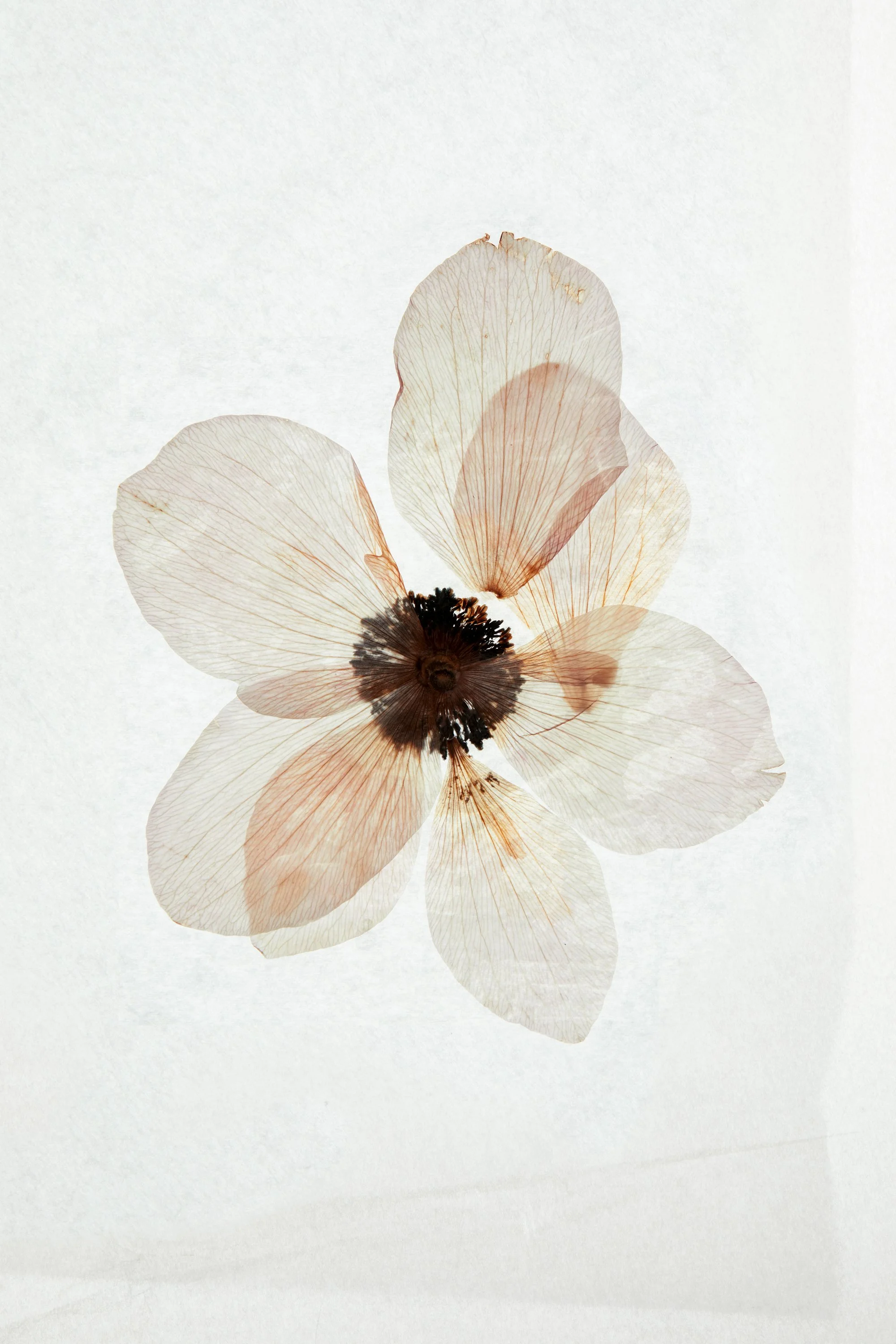Crushed-flowers-07-BD-full.jpg