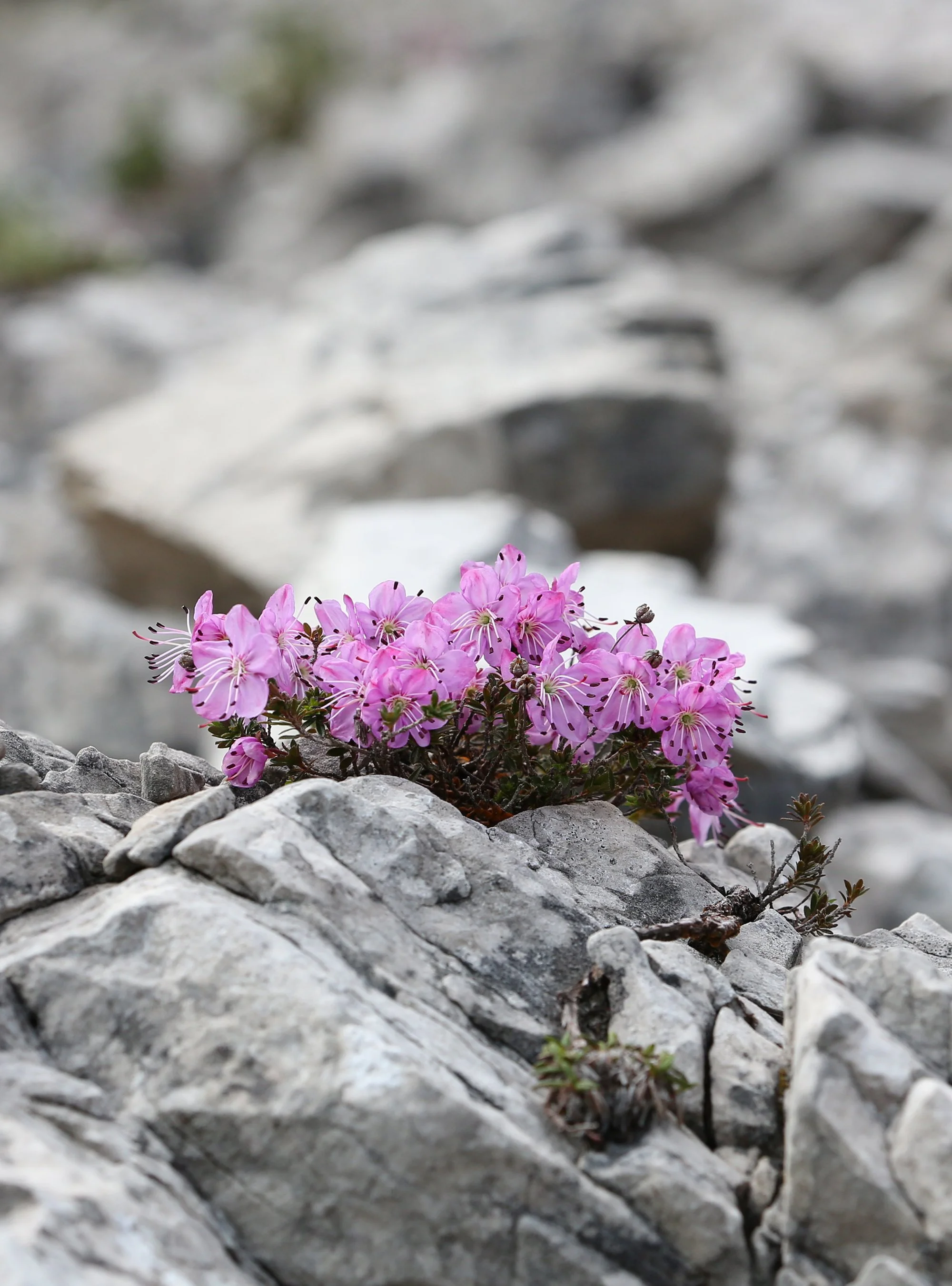 Alpine Flowers.JPG
