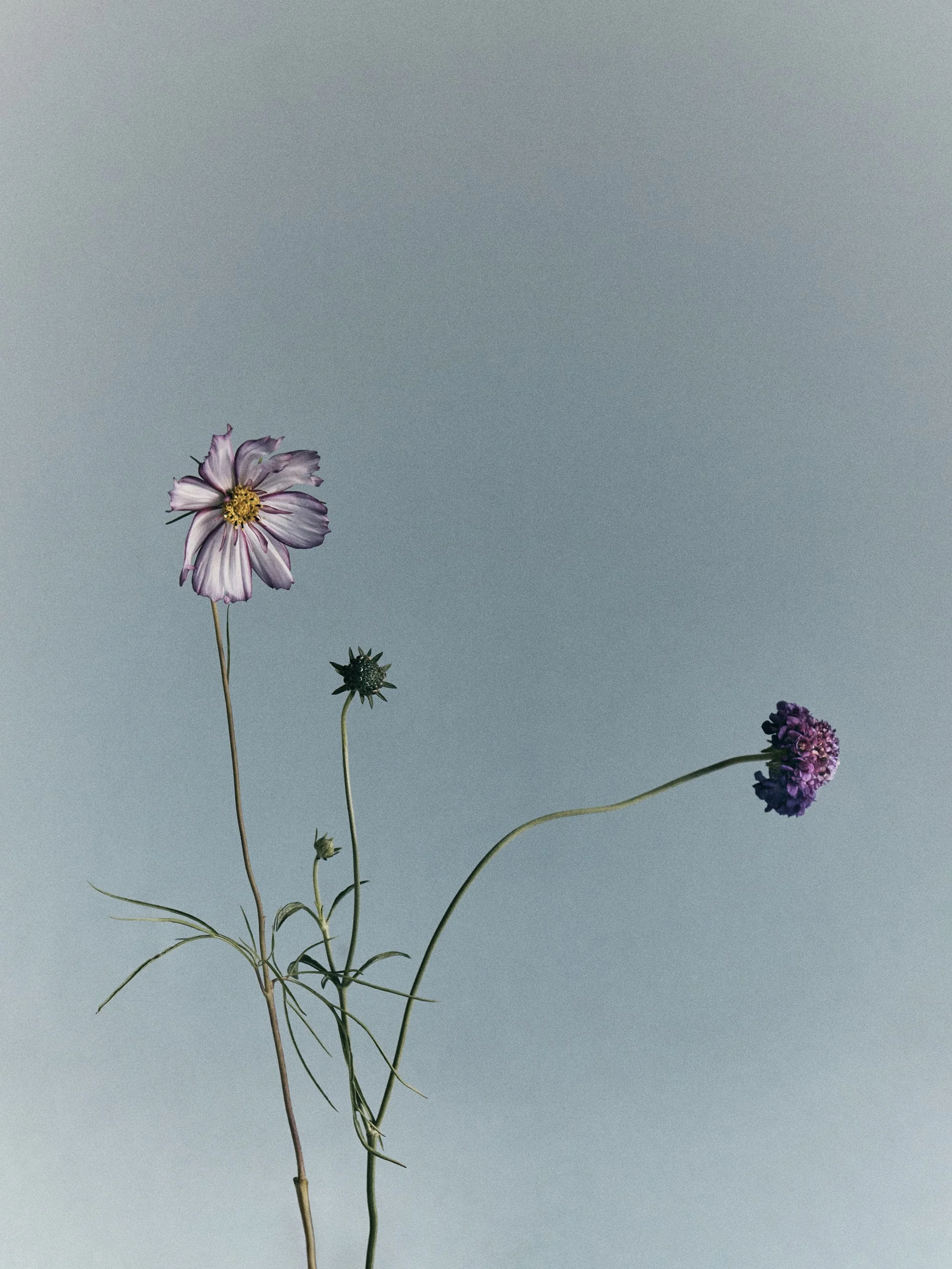 250725_Blumenhaus_08_020.jpg