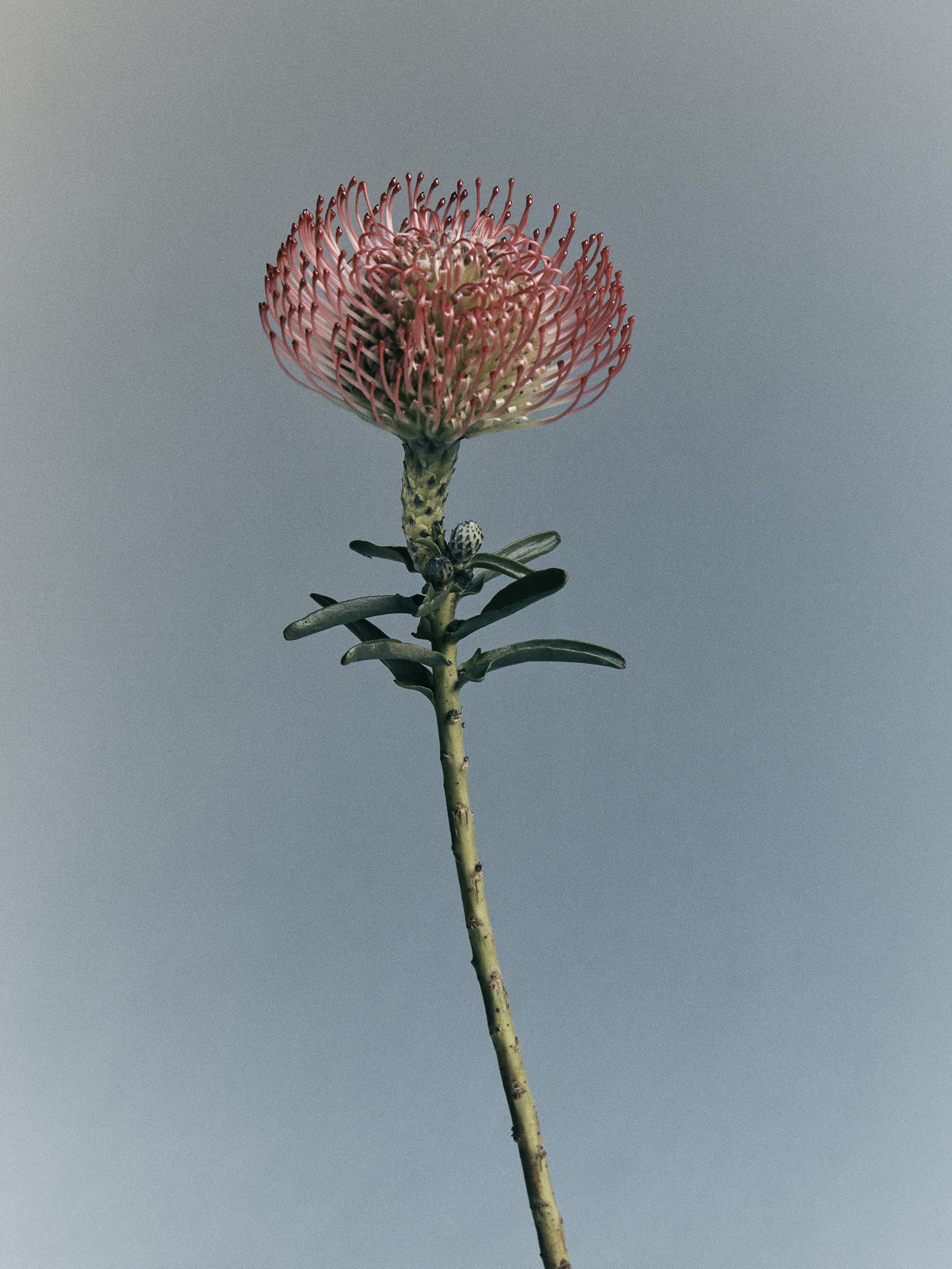 250725_Blumenhaus_14_007.jpg