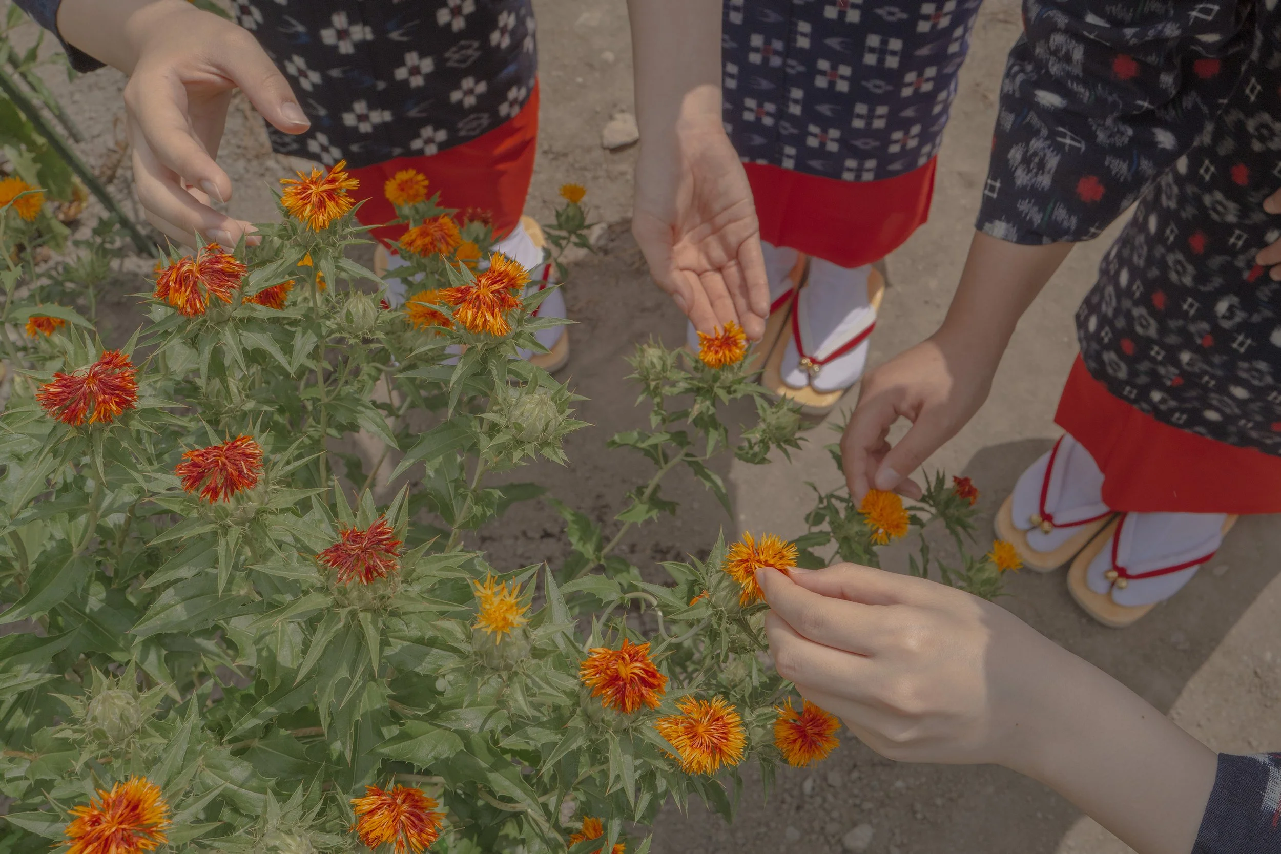 The Safflower in Japan
