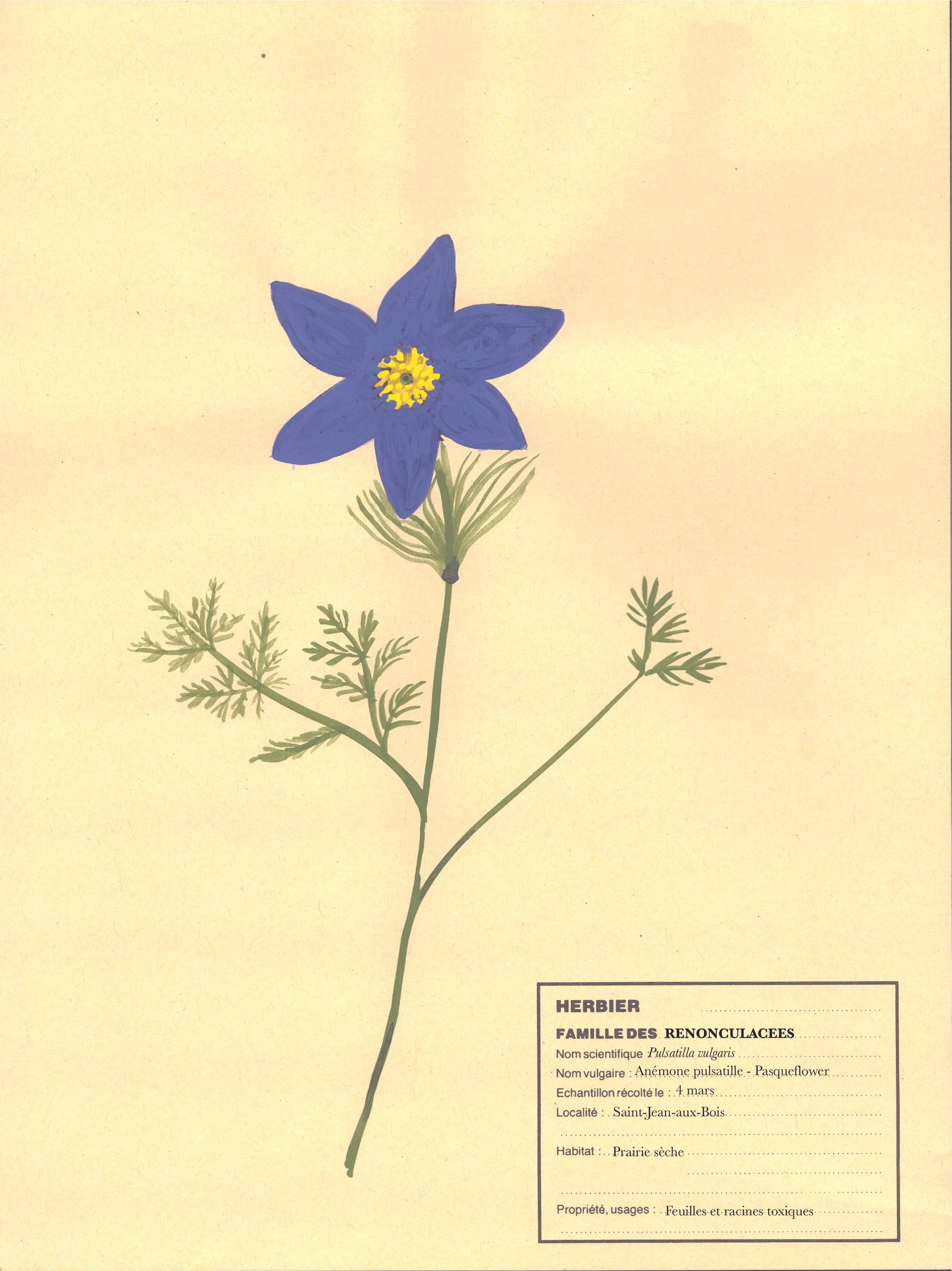 Toxic flowers Anémone Virginie Aladjidiok.jpg