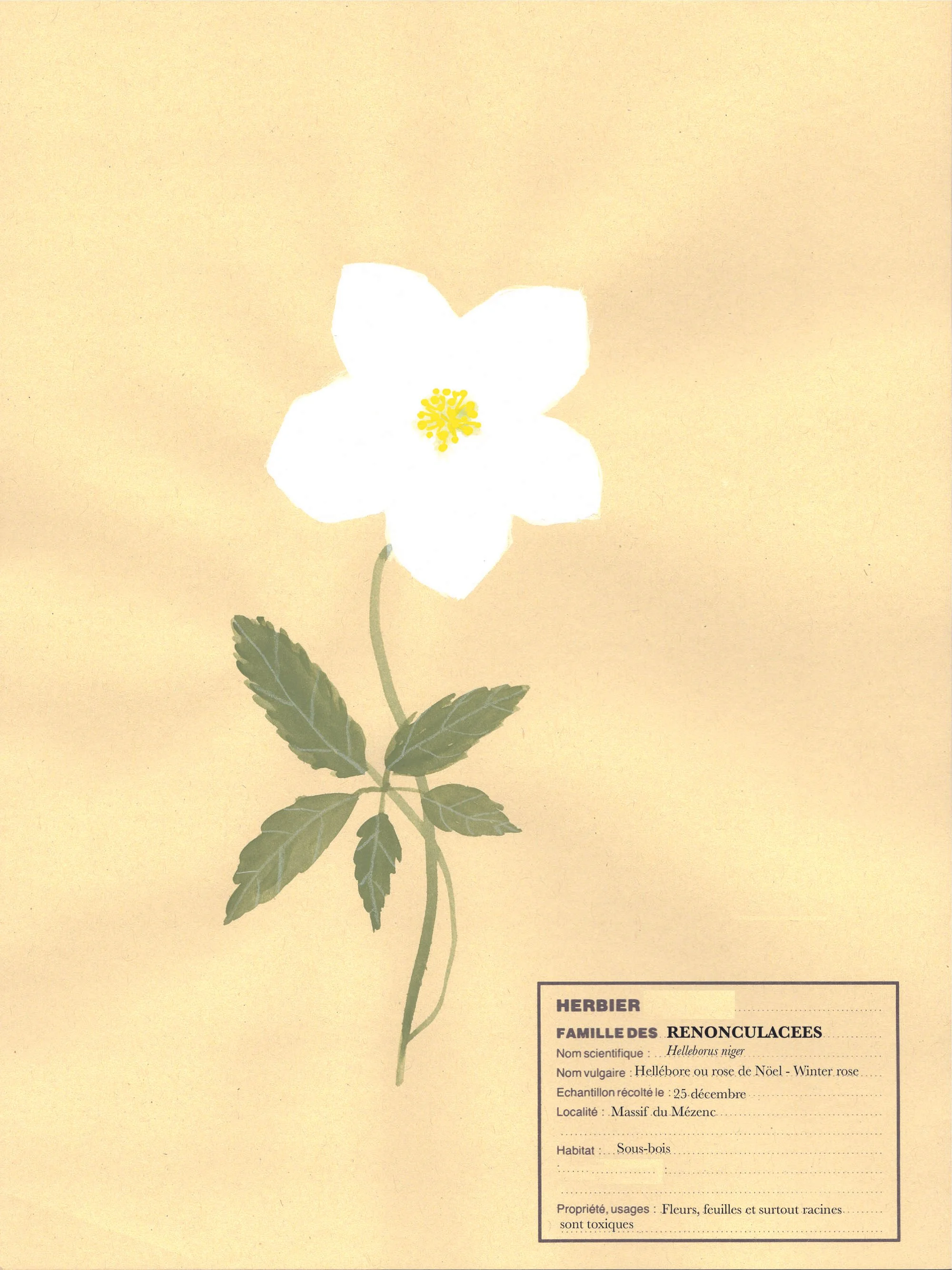 Toxic flowers Héllébore Virginie Aok.jpg