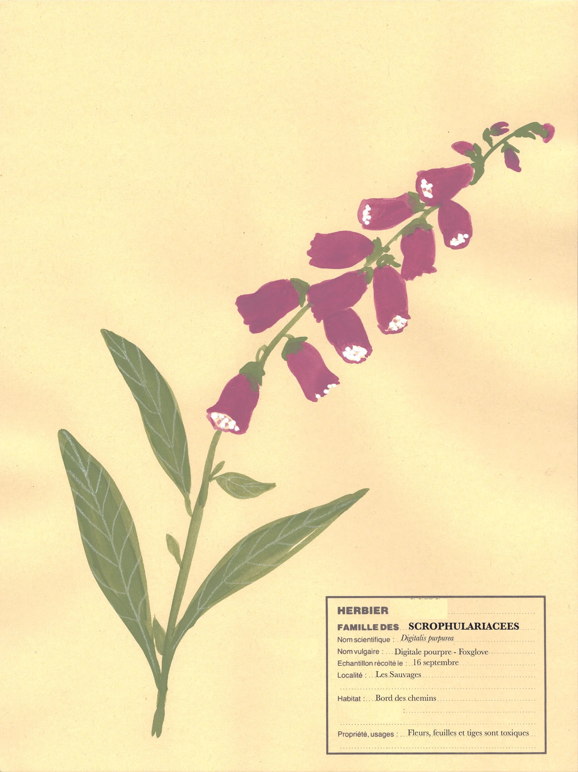 Toxic flowers Grande digitale Virginie A.jpg