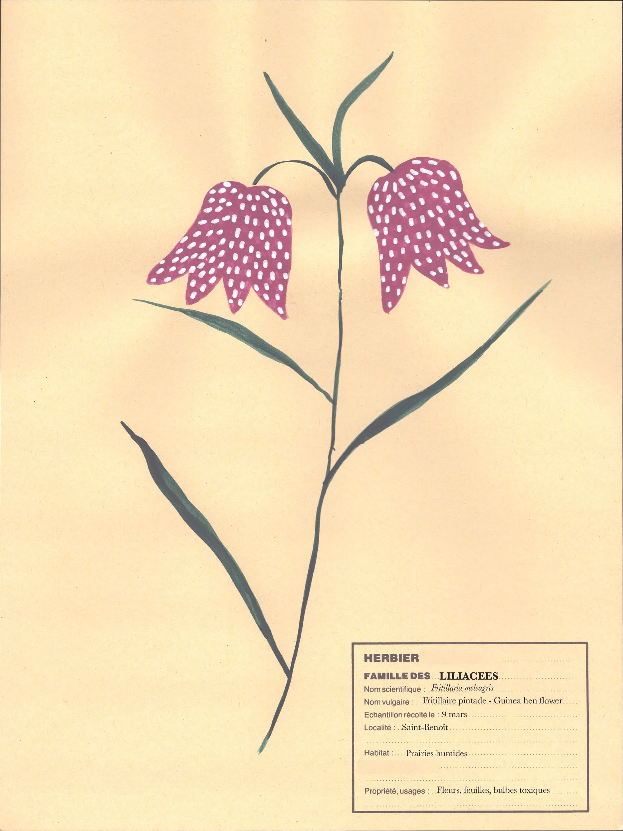 Toxic flowers Fritillaire VirginieAok.jpg