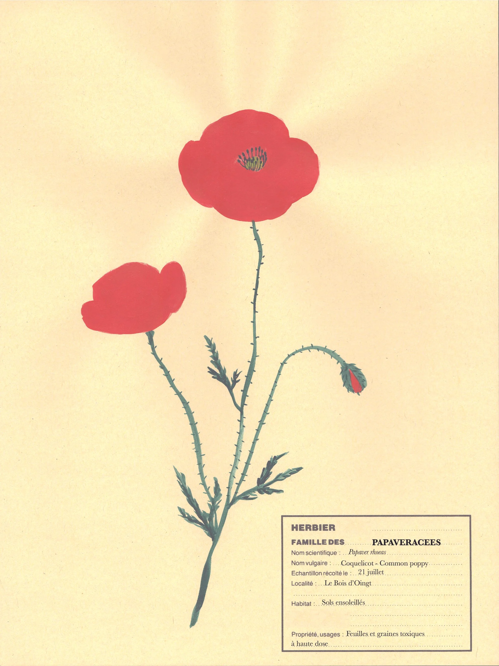 Toxic flowers pavot Virginie A.jpg