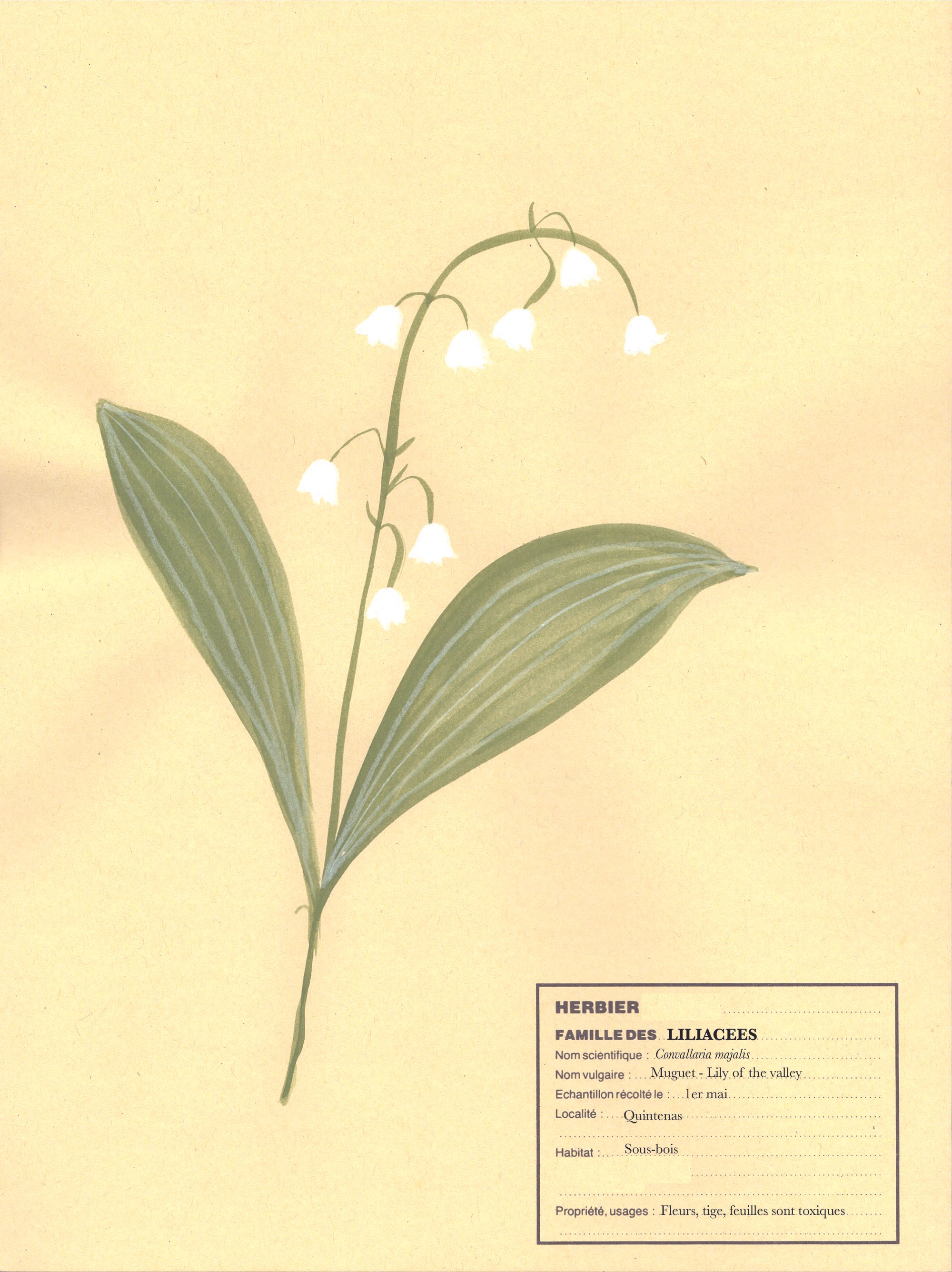 Toxic flowers Muguet VirginieA.jpg