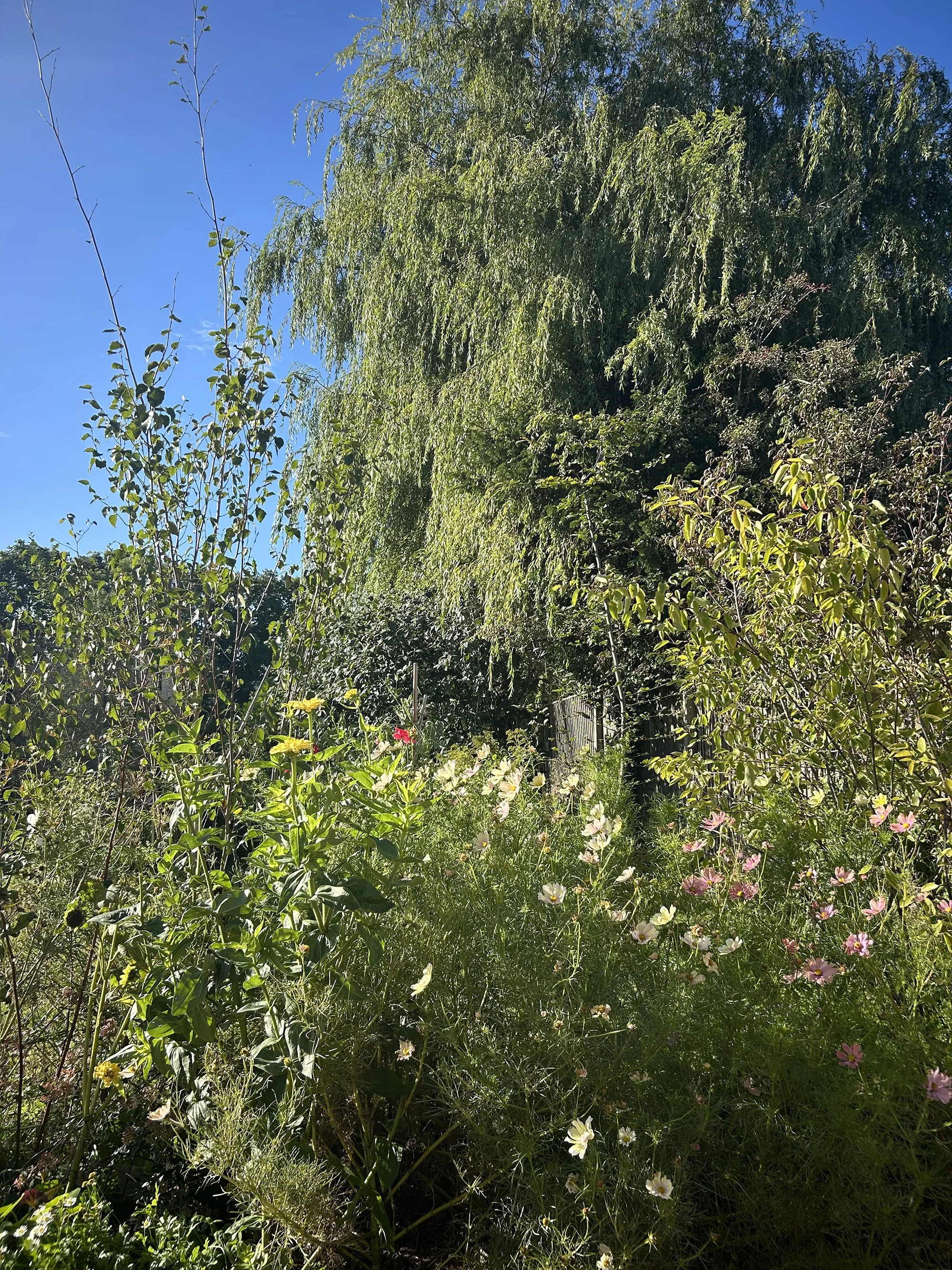 IMG_6103.jpeg