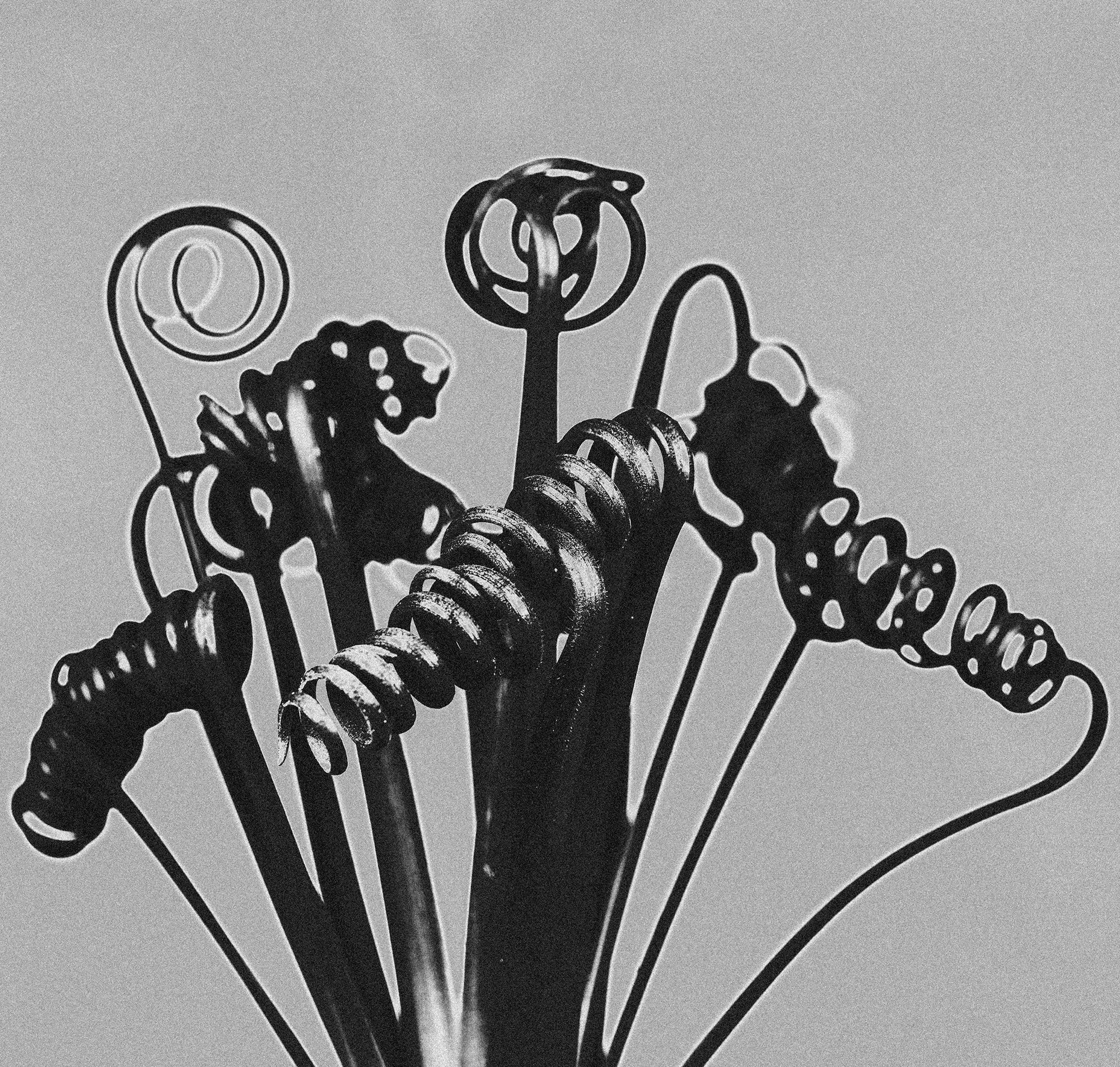 Albuca spiralis.jpg