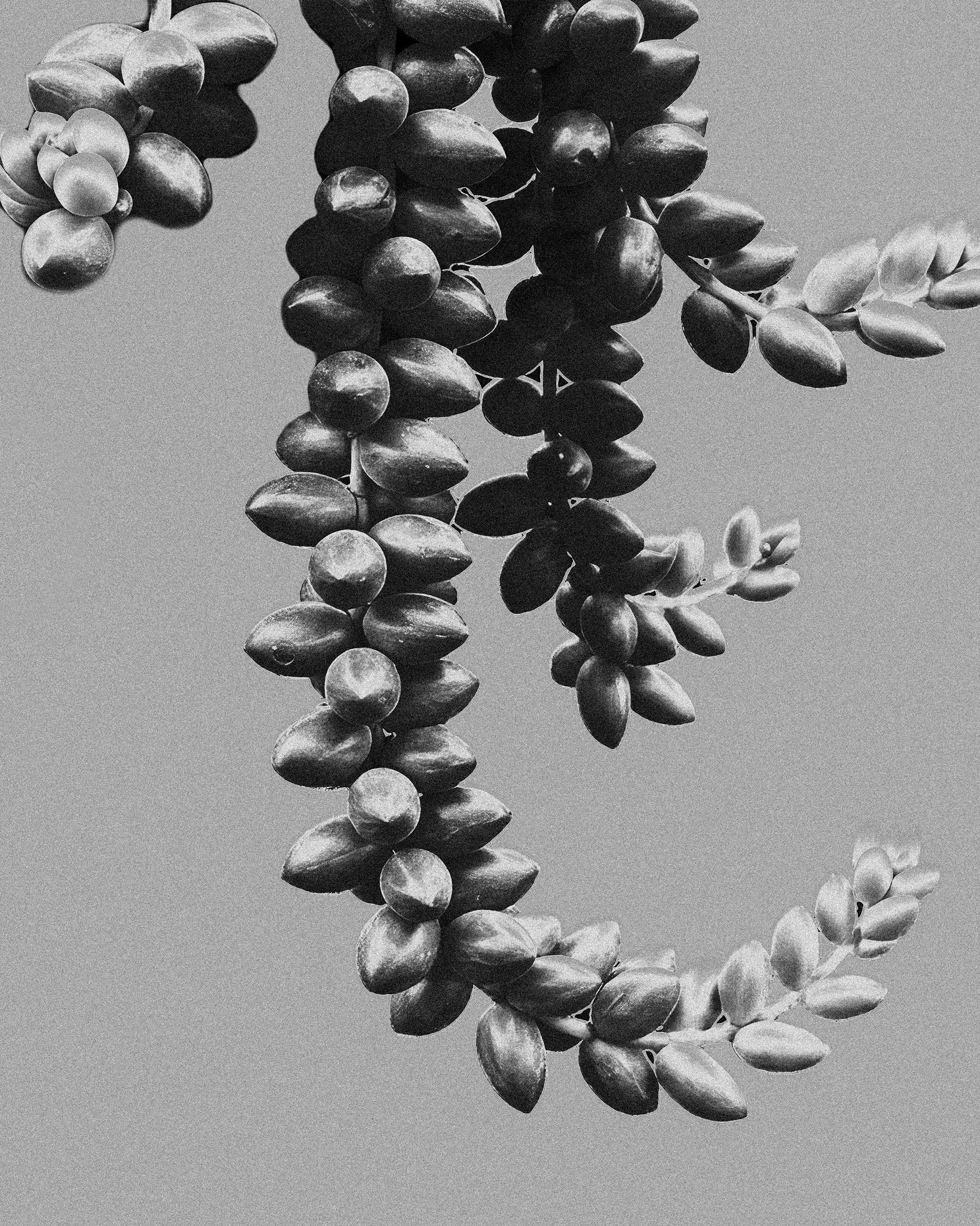 Burro's Tail succulent .jpg
