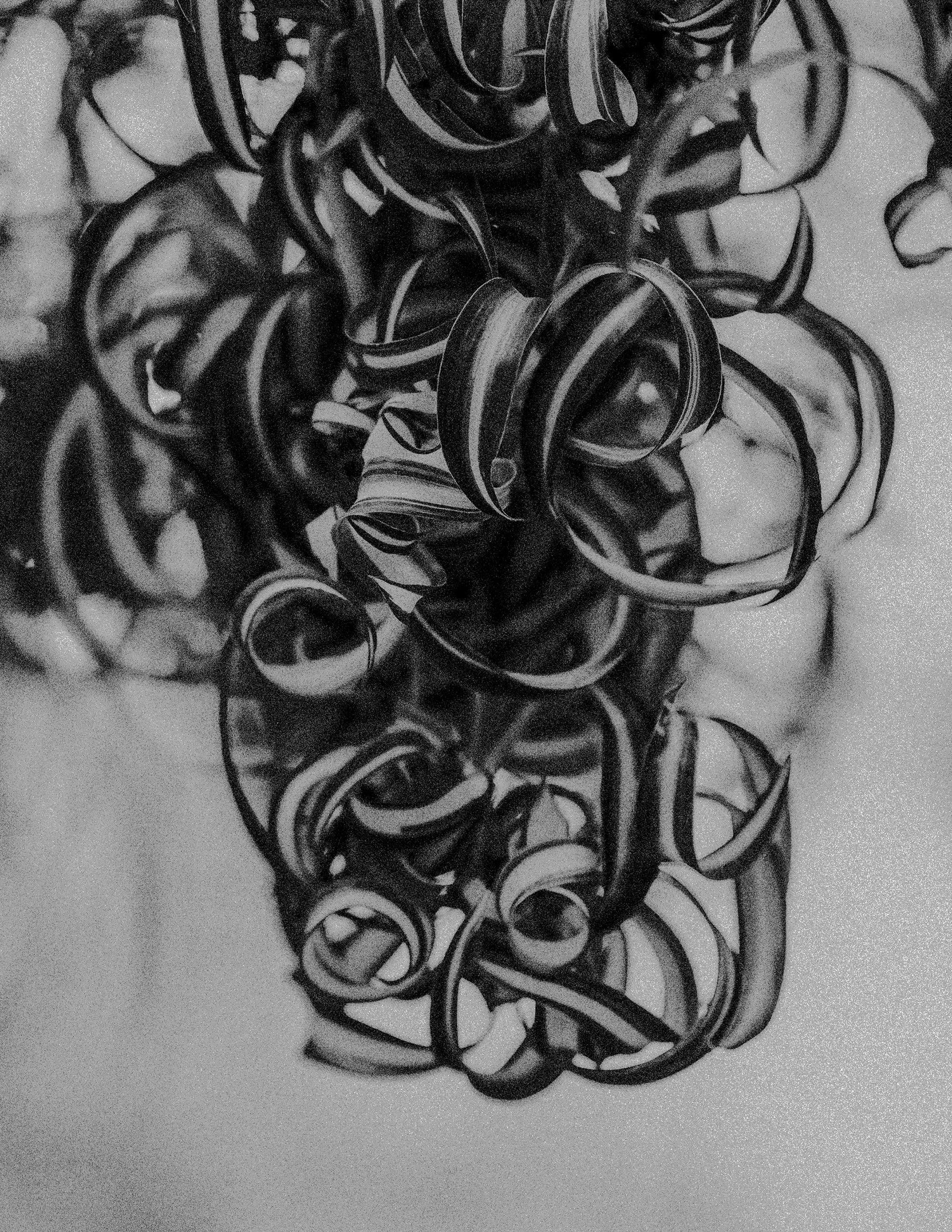 Bonnie Curly Spider Plant .jpg