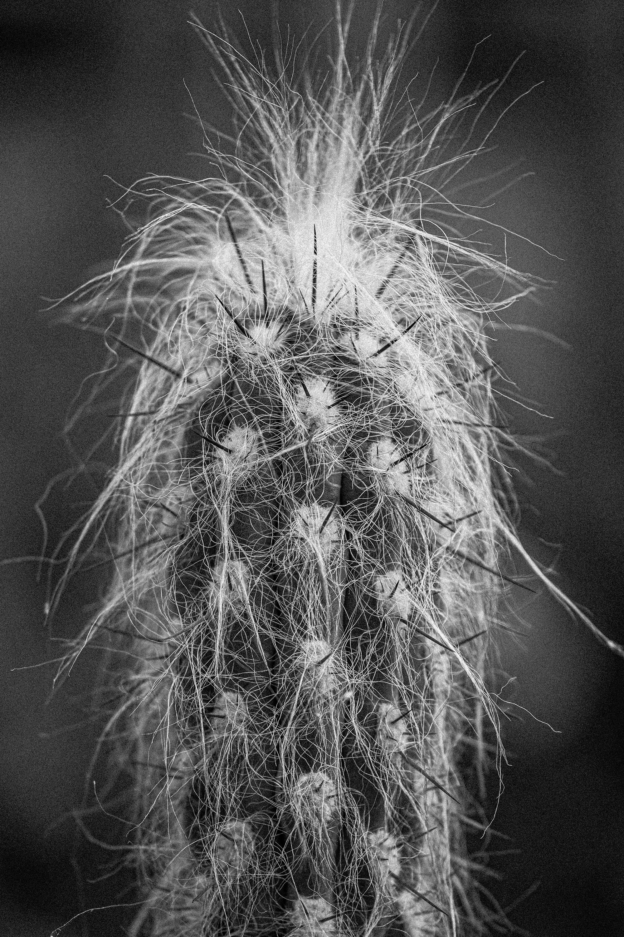 Old Man of the Andes cactus.jpg